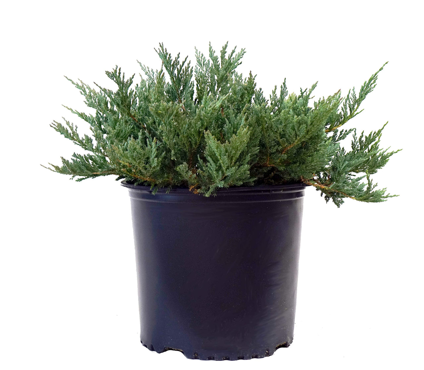 Green Promise Farms JUNIPERUS HORIZONTALIS `Blue CHIP` (Creeping Juniper) Evergreen, 2-Size Container, Green Foliage