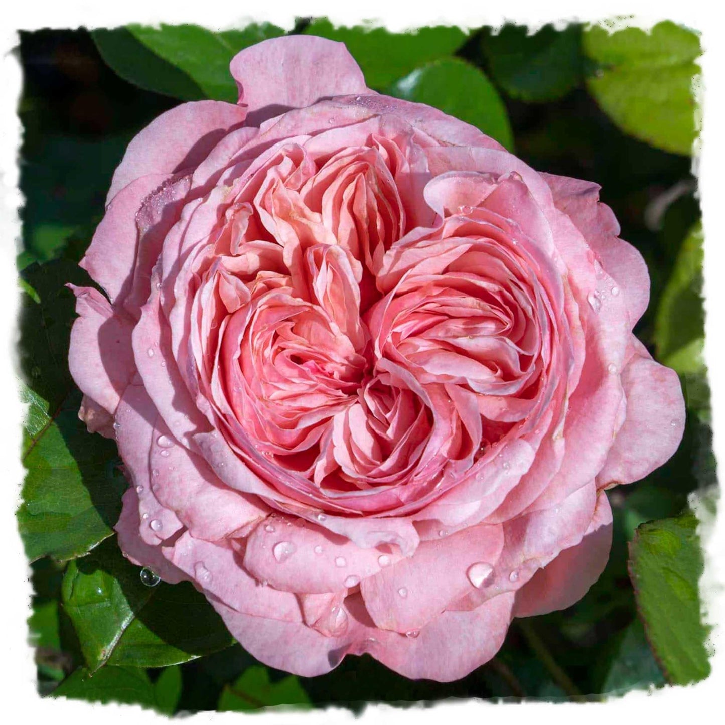 Romantica Ball Gown Rose 1.5 Gal Potted Live Plant, Reblooming Large Fragrant Pink Flowers, Own Root Hybrid Tea, Stargazer Perennials