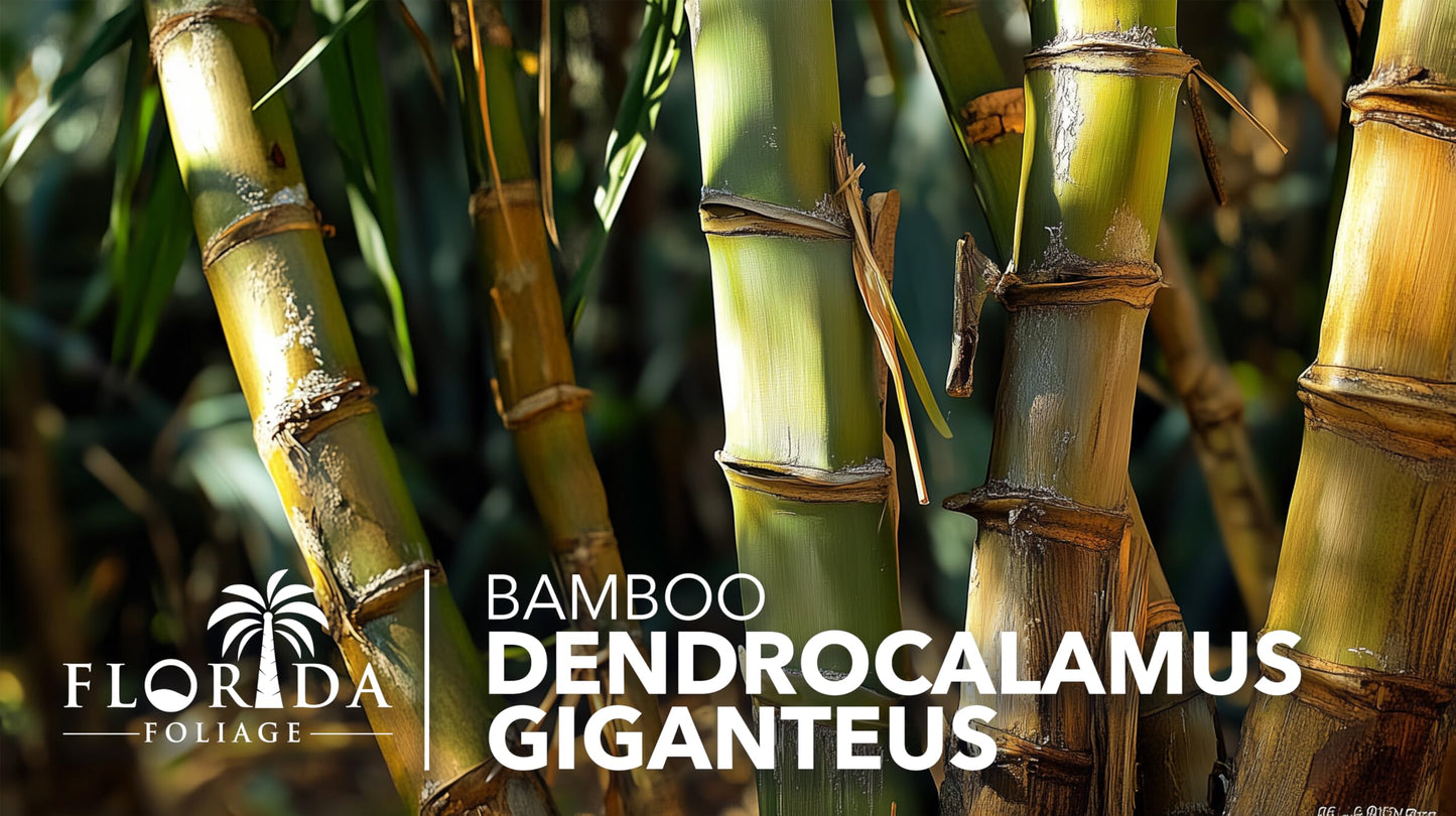 Dendrocalamus Giganteus Bamboo | 3 Large Trade Gallon Size Plants | Fast-Growing Privacy Screen | Giant Live Outdoor Greenery | Sustainable Garden Solution