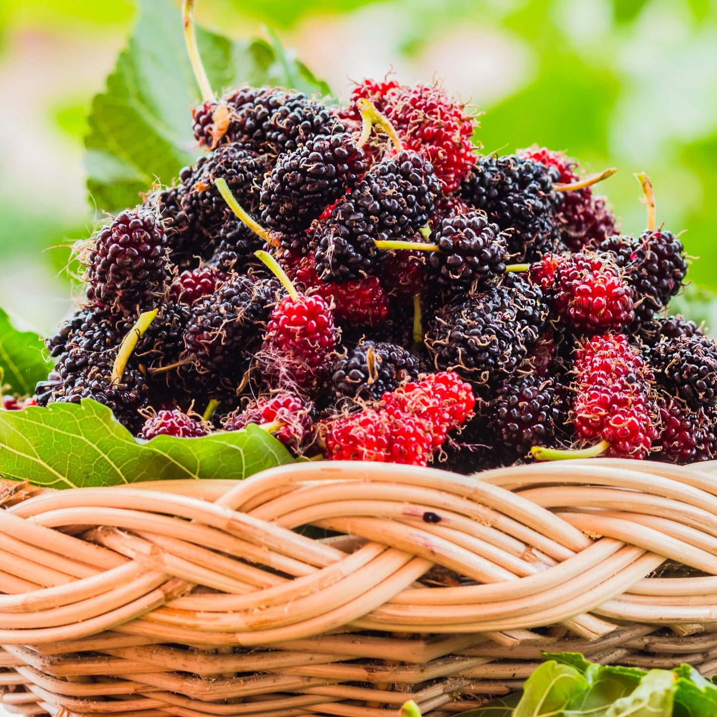 Dwarf Everbearing Mulberry Trees 6-8 Inches Tall Starter Plants - Edible Mulberries Fruit to Grow Outdoor - Sweet Mulberry Plants Live for Planting