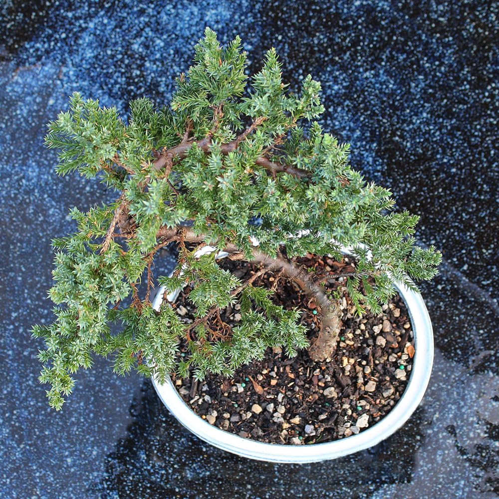 Brussel's Bonsai - Live Green Mound Juniper Bonsai Tree, Outdoor Bonsai Tree Live Plant, Medium Bonsai for Patio Garden Décor, Easy Care Evergreen Bonsai (Medium)