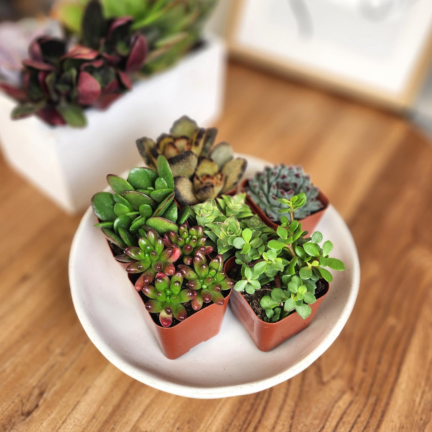 Altman Plants Specialty Live Succulent Plant (6 Pack), No Duplicates, Assorted Succulents Featuring Unique Colors & Shapes, 2 in Pots