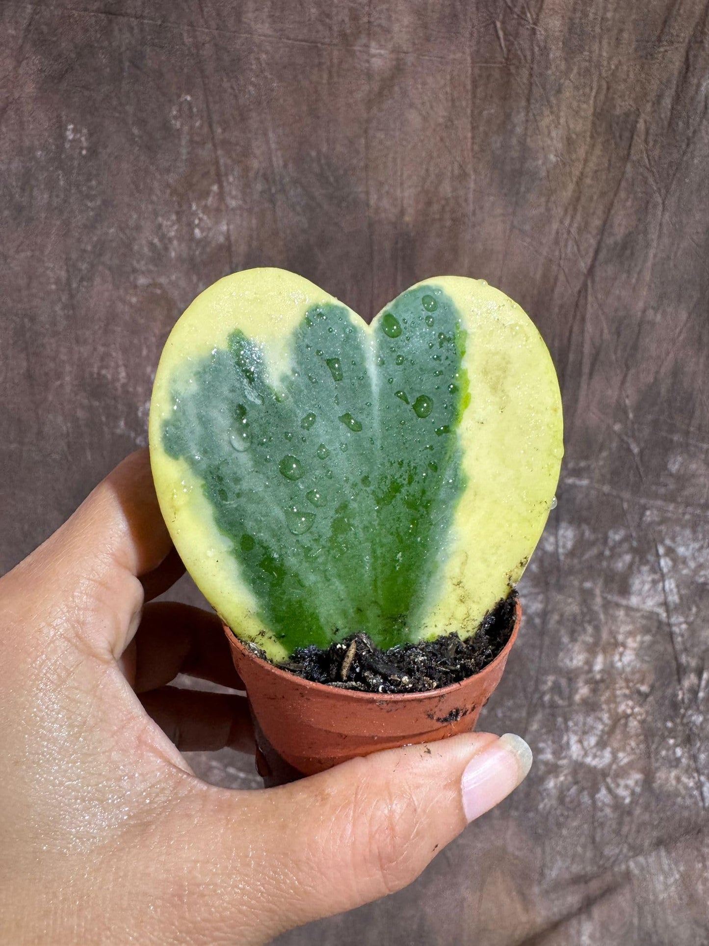 PLANTVERS Variegated Hoya Kerrii ‘Albomarginata’ in 2" Grow Pot – Heart-Shaped Succulent Plant – Rare Live Indoor Houseplant
