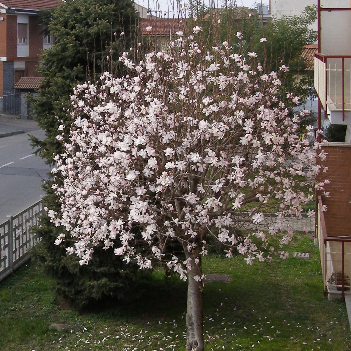 Sweetbay Magnolia Tree, 1 Gallon Potted, Fragrant White Flowers – Ideal for Small Gardens | Arbor Day Foundation (Due to Agricultural Laws, Unavailable to CA or AZ)