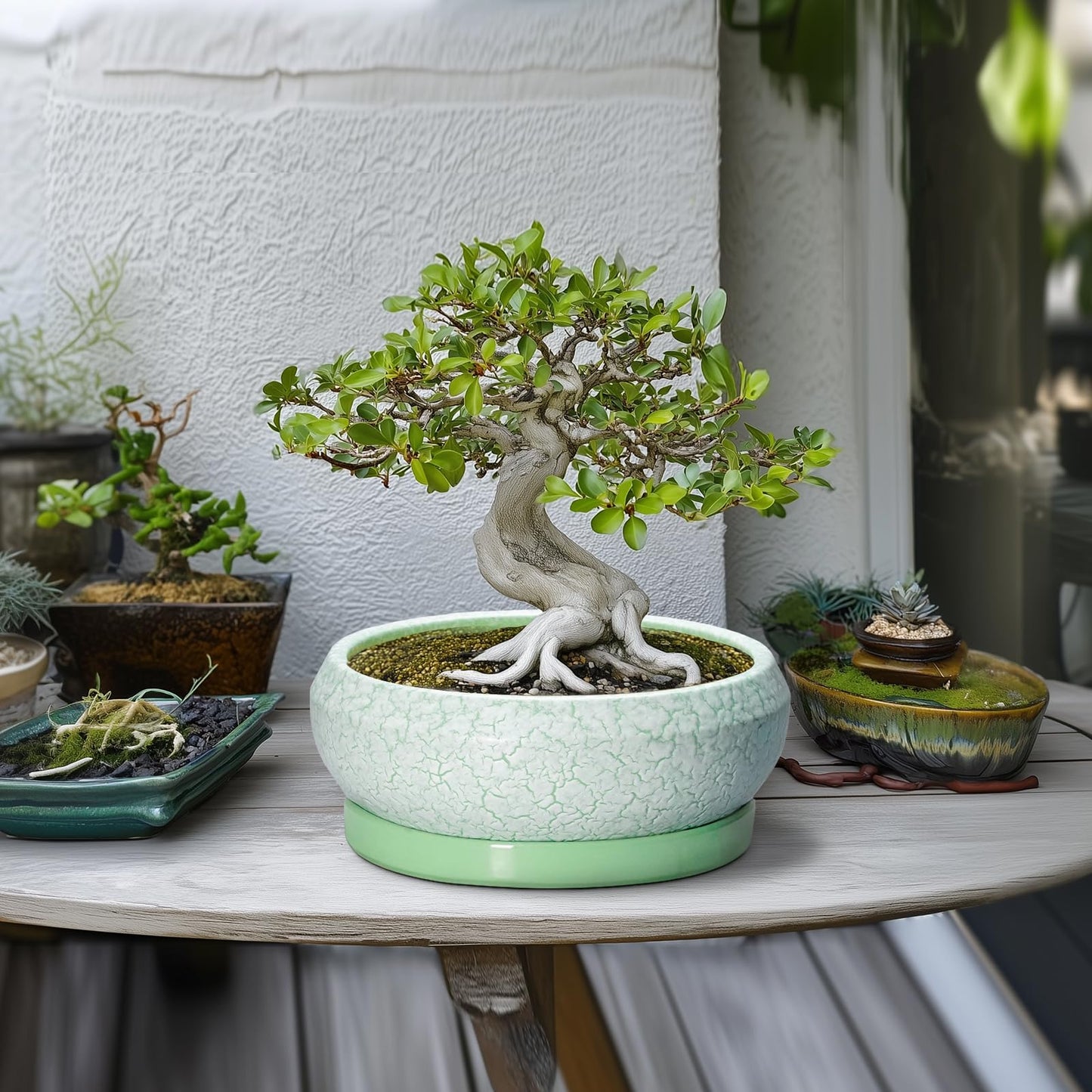 EPFamily Bonsai Pots - 10 Inch Ceramic Succulent Pot with Drainage Hole and Plant Saucer, Succulent Planters for Indoor Outdoor, Round Planter Bowl, Shallow Planter, Home Decor, Gardening Gift, Green