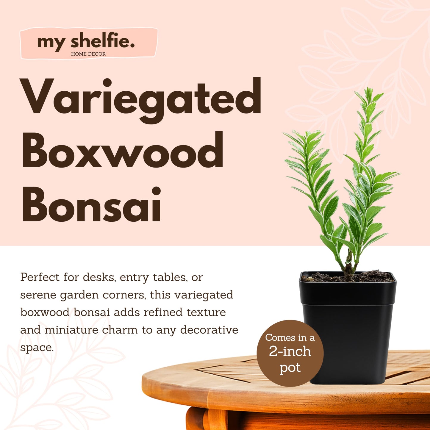 Variegated Boxwood Bonsai Starter Plant, Live Buxus Evergreen Shrub, Container Patio Accent Garden Plant 2 Inch Pot (1)