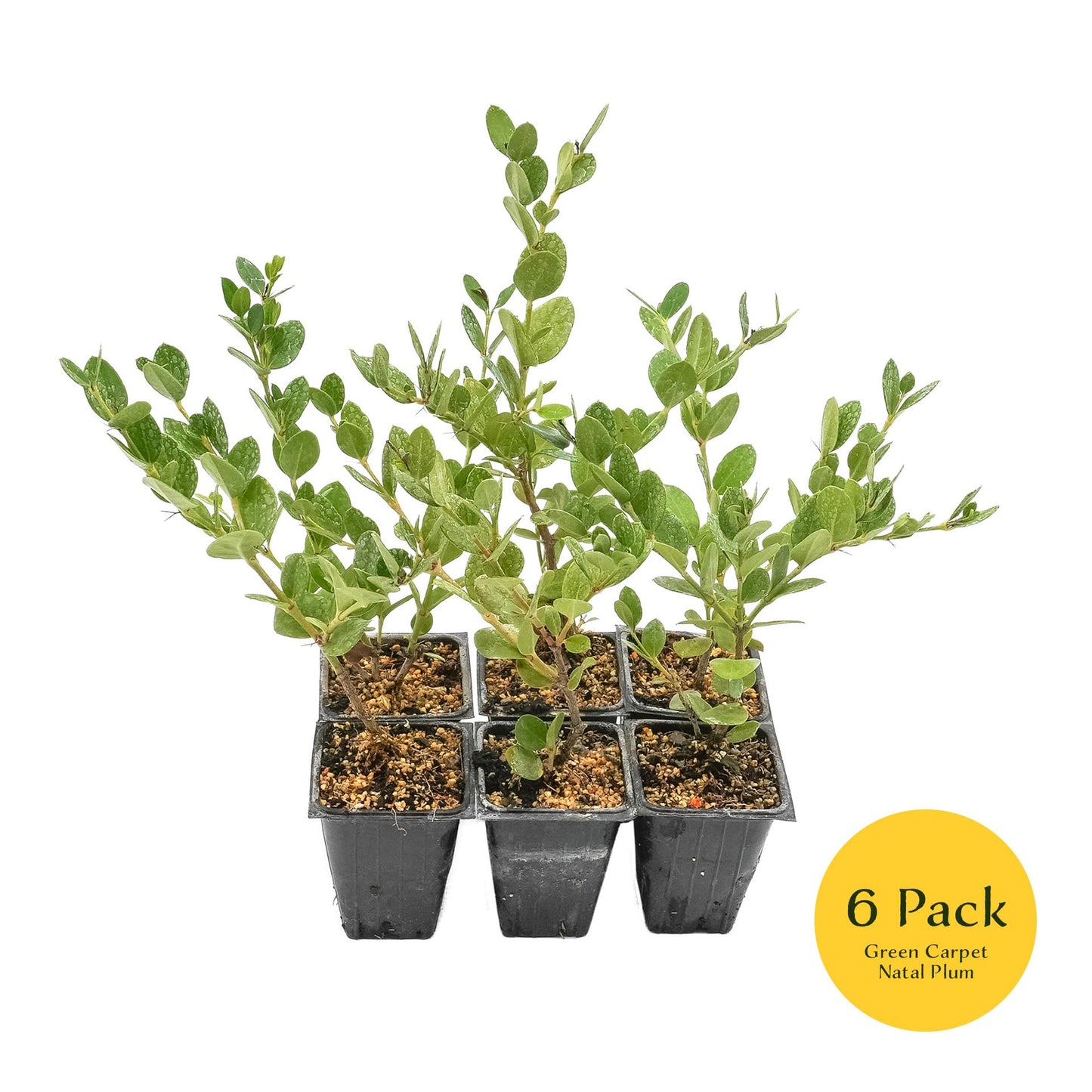 6 Green Carpet Natal Plum in 3.5" Nursery Cubes | Carissa ‘Green Carpet’ | Low-Growing Evergreen Groundcover for Landscapes, Slopes & Borders | Live Starter Plants