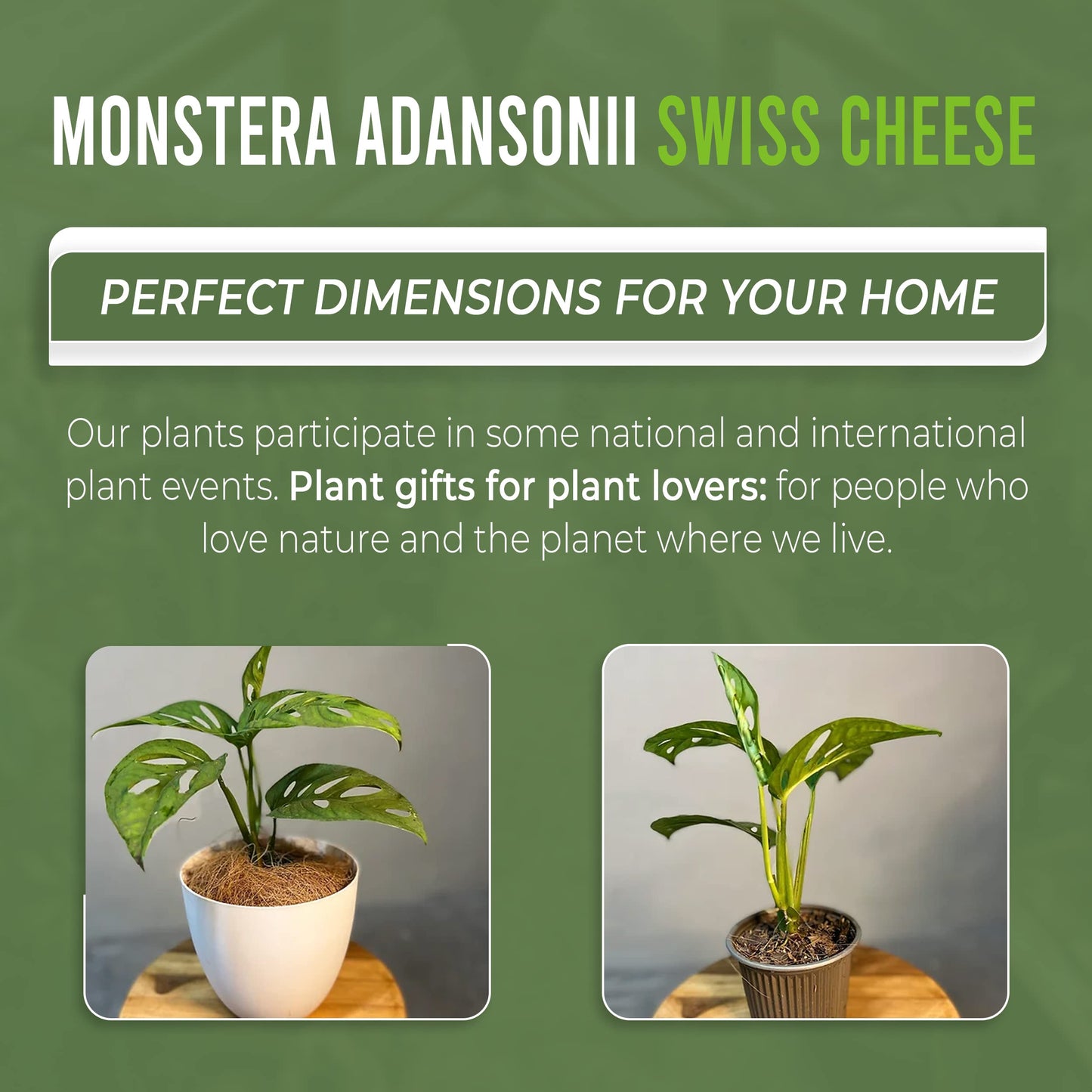 LEAL PLANTS ECUADOR Monstera Adansonii Swiss Cheese Plant (Pack of 2) Indoor houseplant | Live Plant Easy to Grow Indoor| Air Purifying Indoor Plant, Unique Gift for Plant Lovers