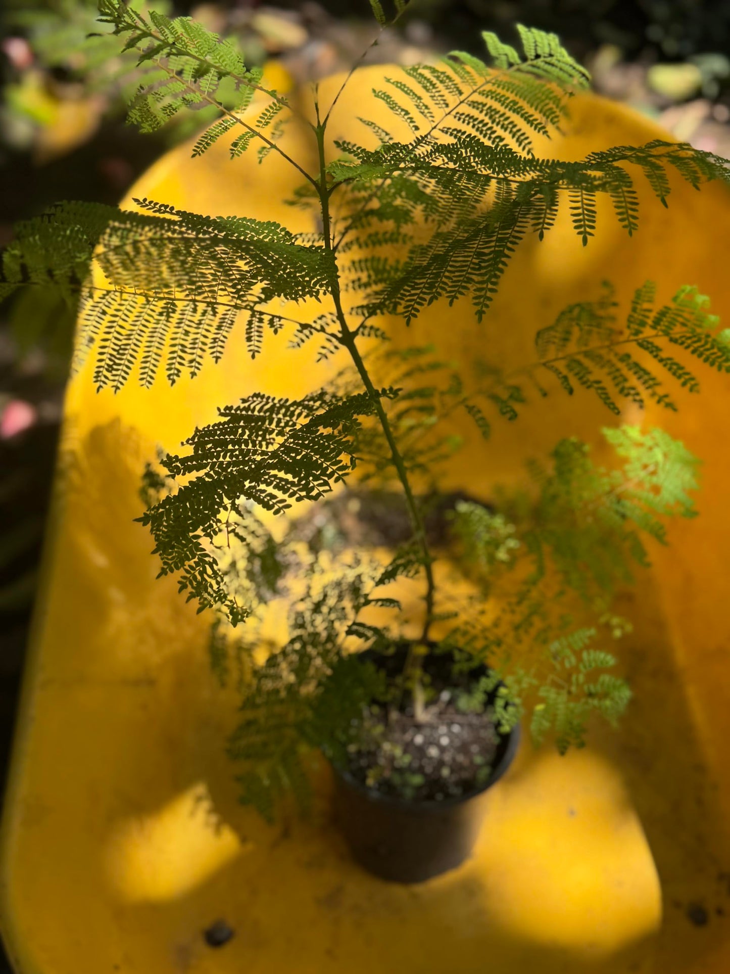 Big Jacaranda Blue mimosifolia (Jacaranda) Tropical Live Fruit Tree(2-3ft)