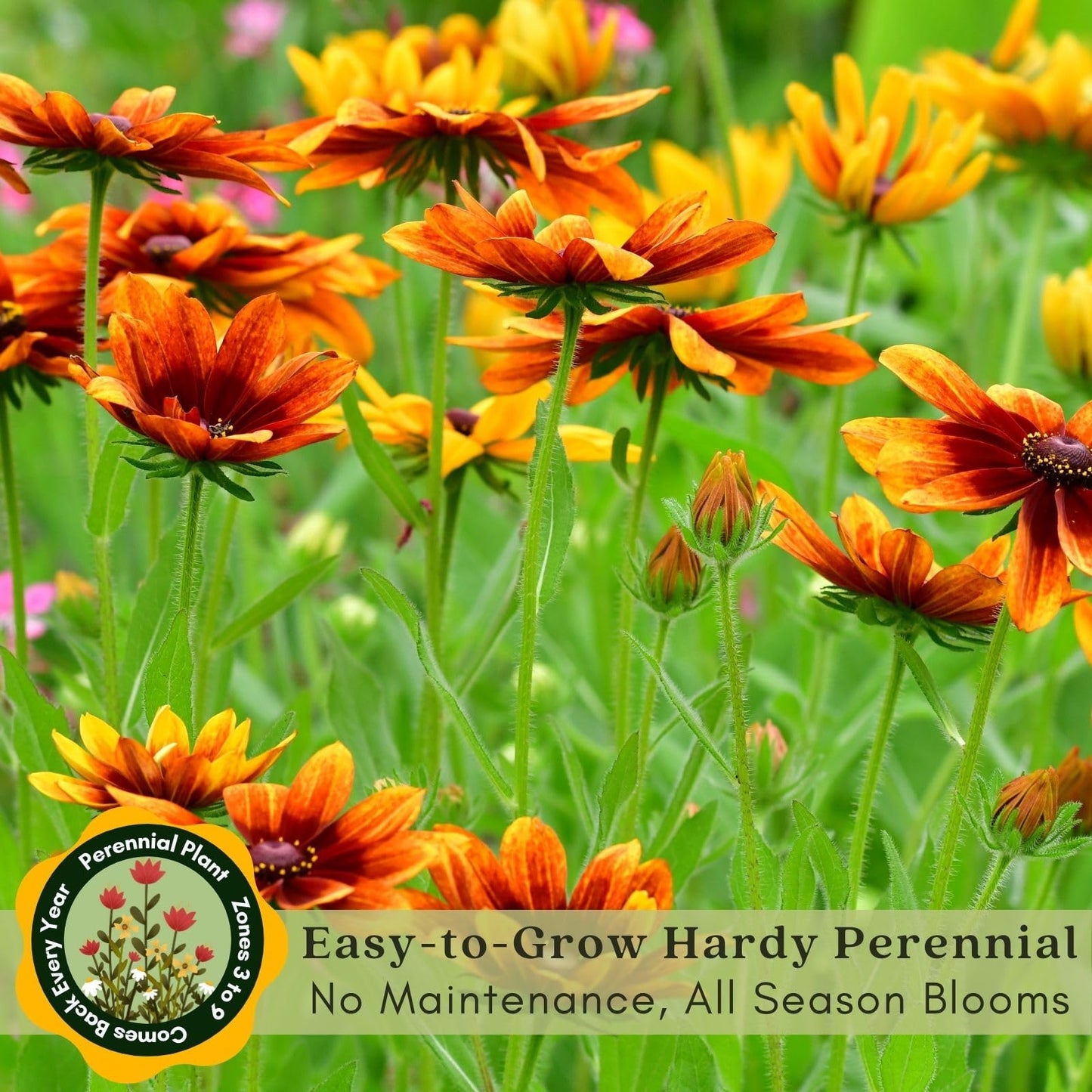 Clovers Garden Black Eyed Susan (Rudeckia) Autumn Colors Plants – Two (2) Live Plants – Non-GMO - Not Seeds - Each 4" to 8" Tall – in 4" Inch Pots – Perennial, Pollinator Friendly, Drought Tolerant