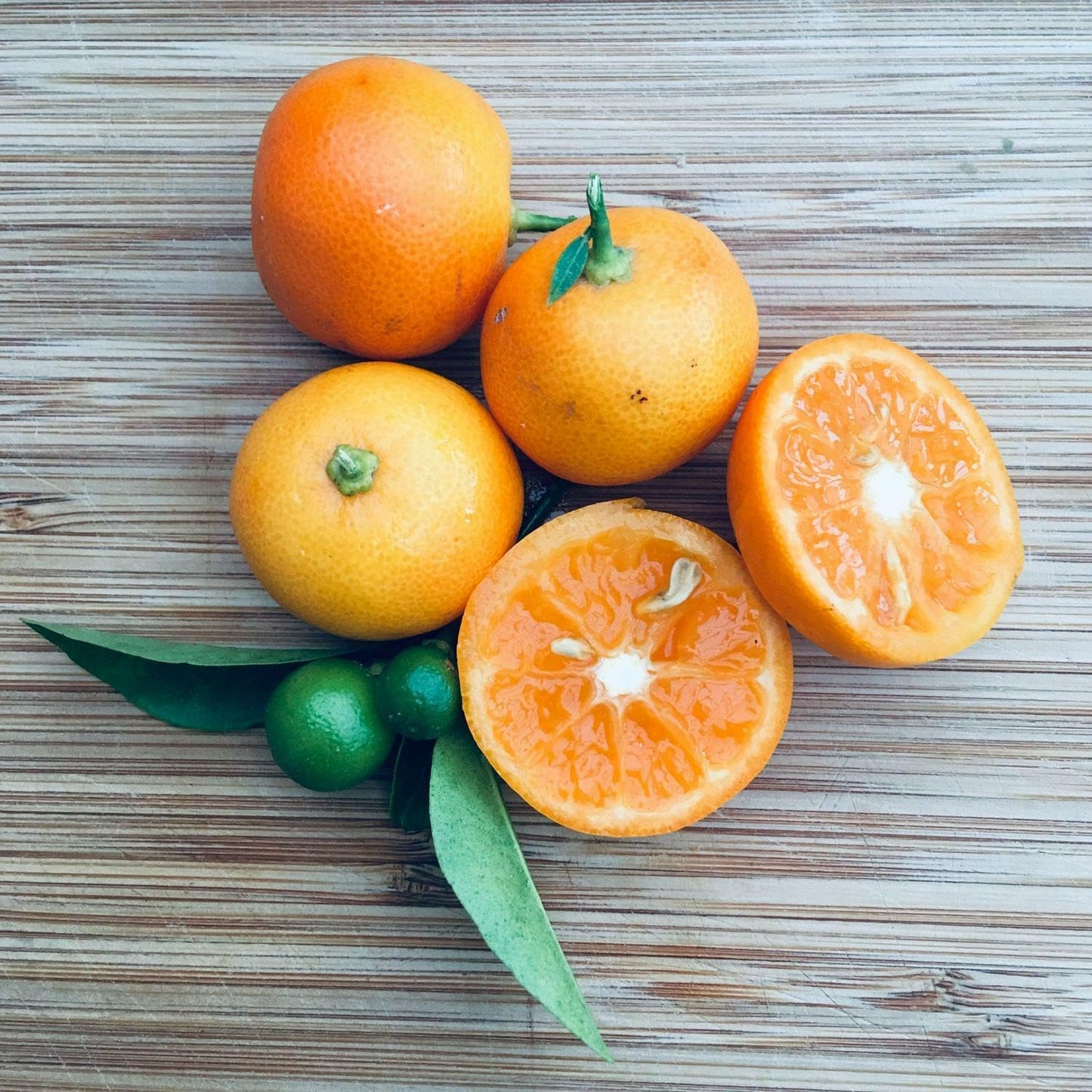 Calamondin (Calamansi) Tree - 2-5 Inch Tall Live Plant - Potted Orange Fruit Bush Seedling - Citrus x microcarpa