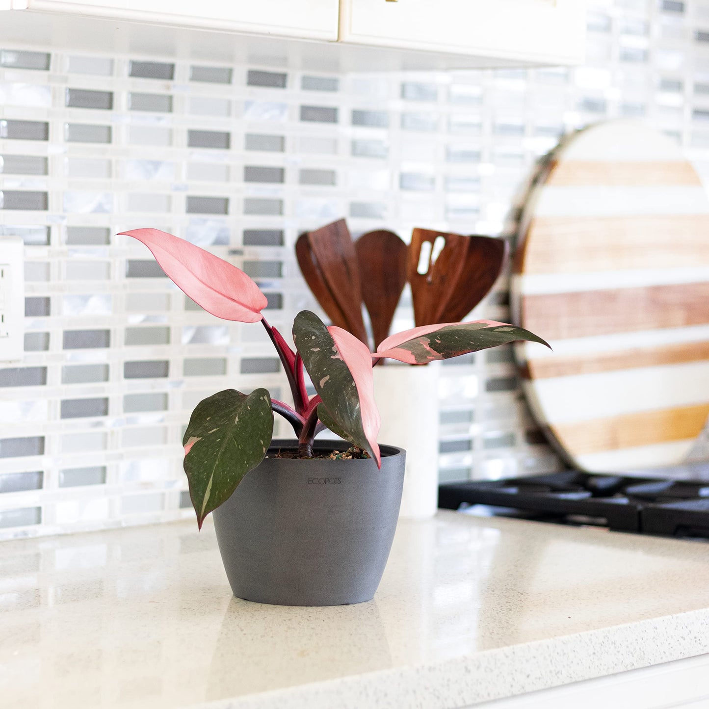 United Nursery Pink Anthurium Live Plant, 14–16 inch Tall in 6 inch Pot, Tropical Indoor Flowering House Plant with Pink Blooms for Office and Home Decor