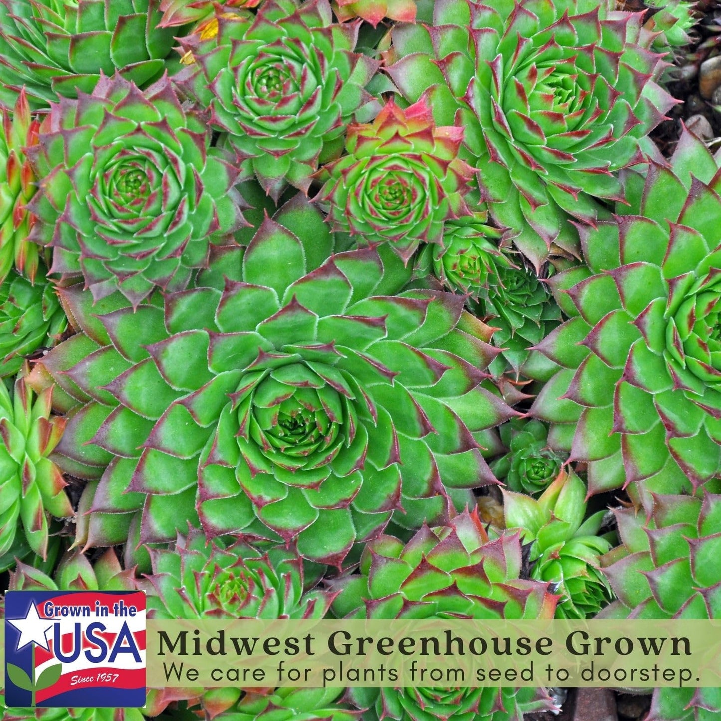 Clovers Garden Hens and Chicks Plants - Two (2) Live Plants – Non-GMO - Not Seeds - Each 4" to 8" Tall – in 4" Inch Pots - Perennial, Kid Friendly Gardening, Heat, Drought Tolerant