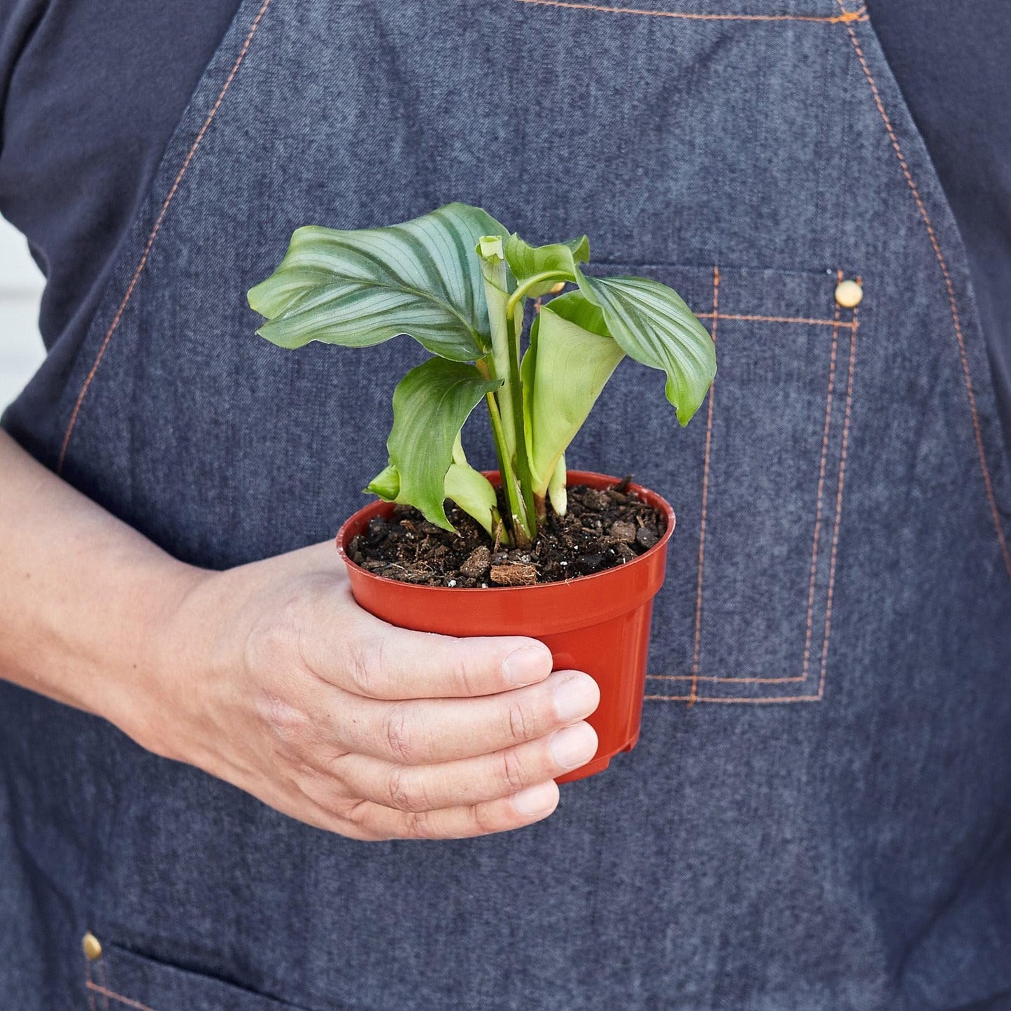 Calathea 'Orbifolia' | Live Plant for Indoor & Outdoor | for Living Room, Office, Bathroom | (4" Pot)