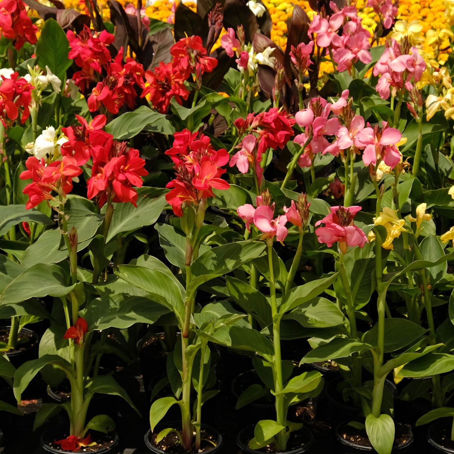 Dwarf Canna Lily Variety Mix Bulbs – Set of 3 Bulbs – Mixed Colors, Tropical Border and Container Plant, Pollinator Garden, Zones 3–9, Up to 4 Ft Tall