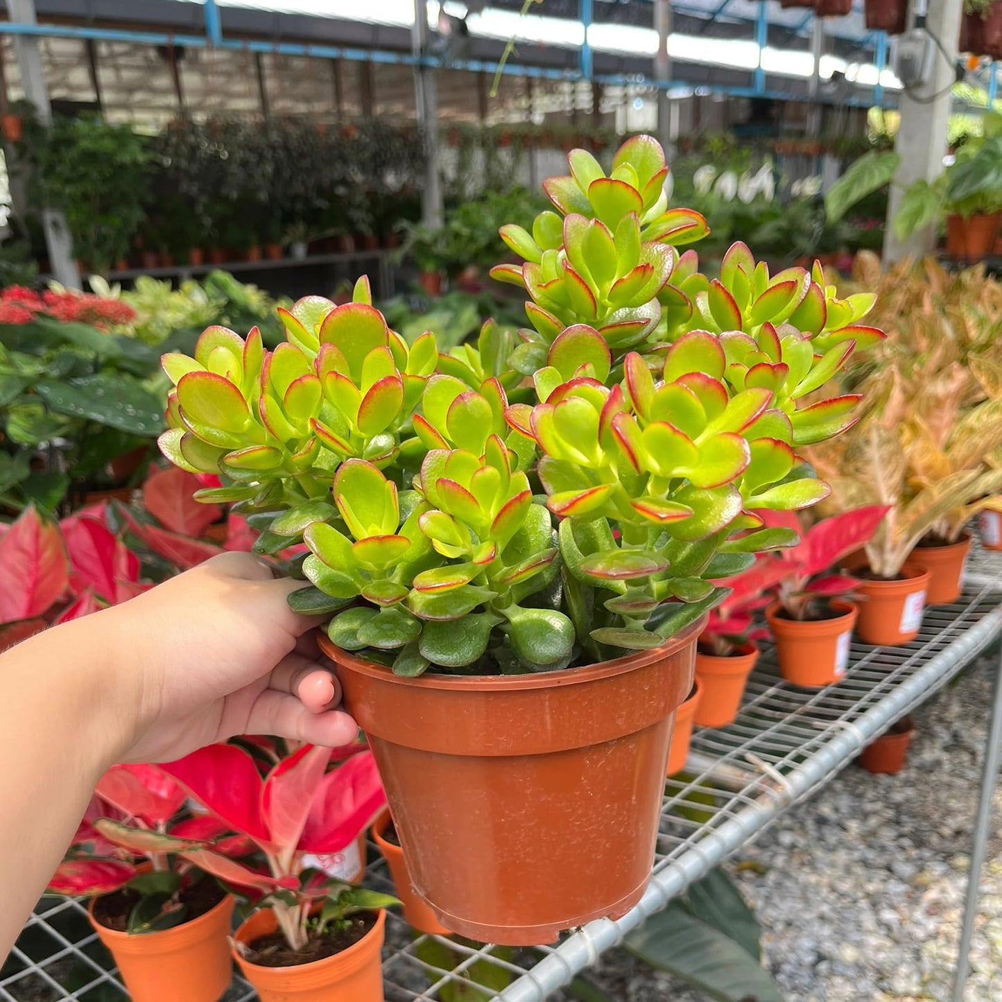 Sprout N Green Dwarf Jade - Crassula Ovata Crosby's Compact, Rare Cute Succulent Plant Fully Rooted in 2" Pot, Easy to Care, Keep Away from Pets