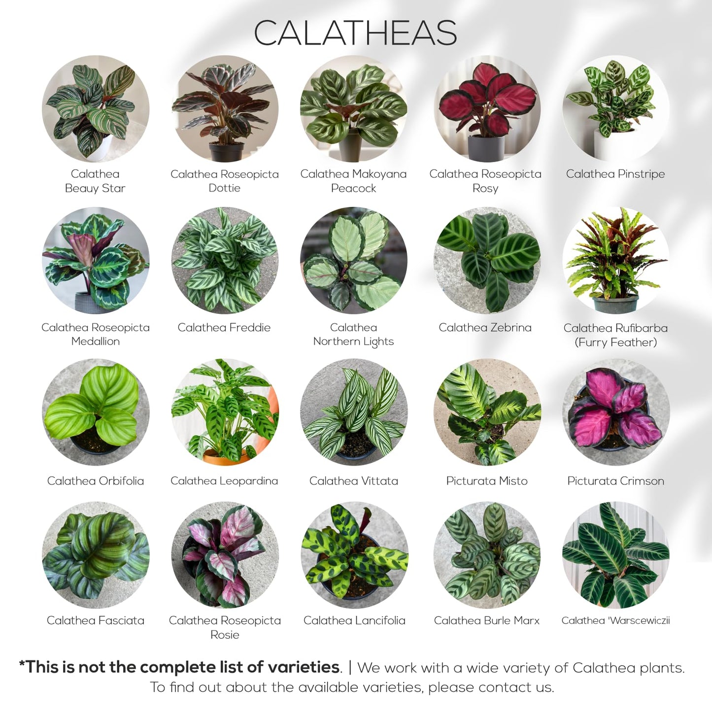 Calathea Collection (4 Pack) Live Plants - Prayer Plants, Air Purifying Plant Indoor, Easy Plants Live Houseplants, Perfect for Home, Room, or Office Decor, Real Plants Indoor/Outdoor