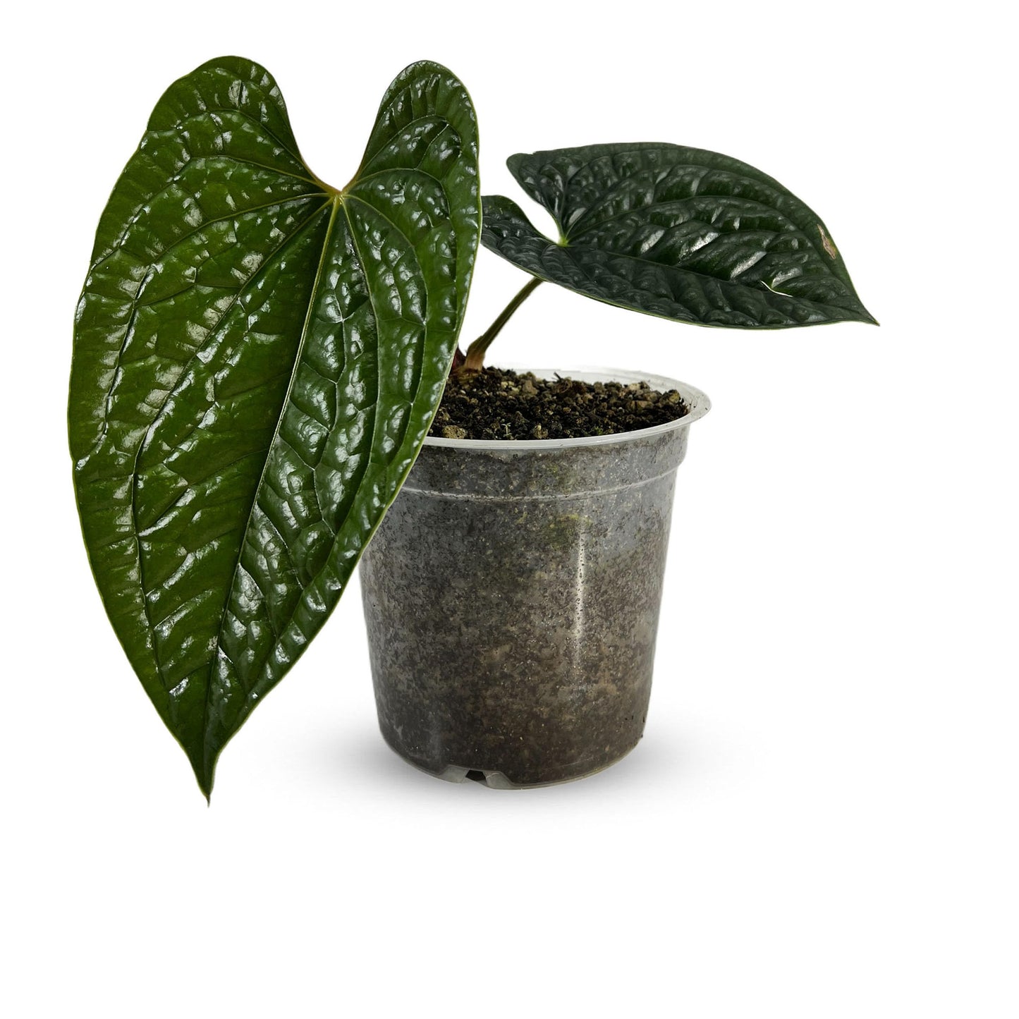 LEAL PLANTS ECUADOR Anthurium Luxurian | Exotic Green Indoor House Plant | Rare Anthurium for Living Rooms | Stunning Crystallinum Houseplant | Low-Maintenance Tropical Plants