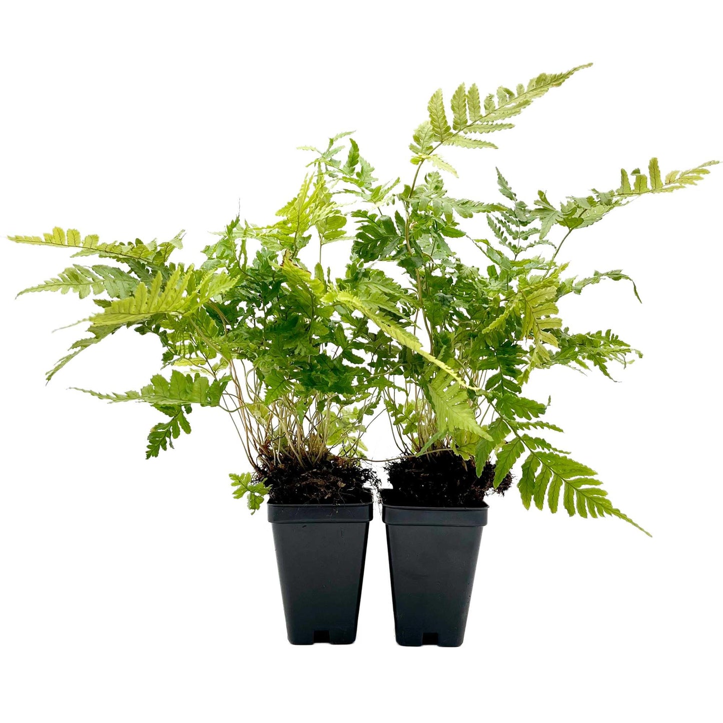 2 Autumn Fern – Evergreen Perennial Shade Fern with Arching Coppery Fronds for Woodland Shade Borders & Containers (Dryopteris erythrosora ‘Autumn’) in 3.5” Cubes, Live Plants