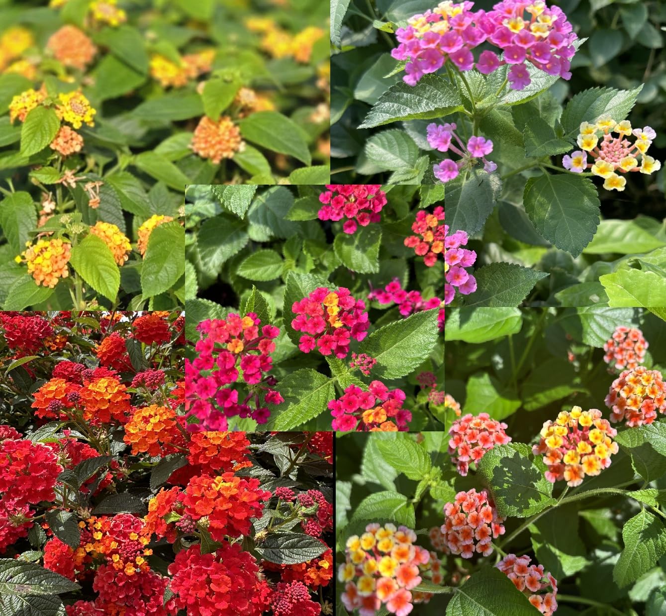Lantana Camara Flowers - Two (2) Mixed Starter Live Plants - Not Seeds - Natural Mosquito Repellant Garden - Attract Hummingbirds & Butterflies - in 4 inch Pots