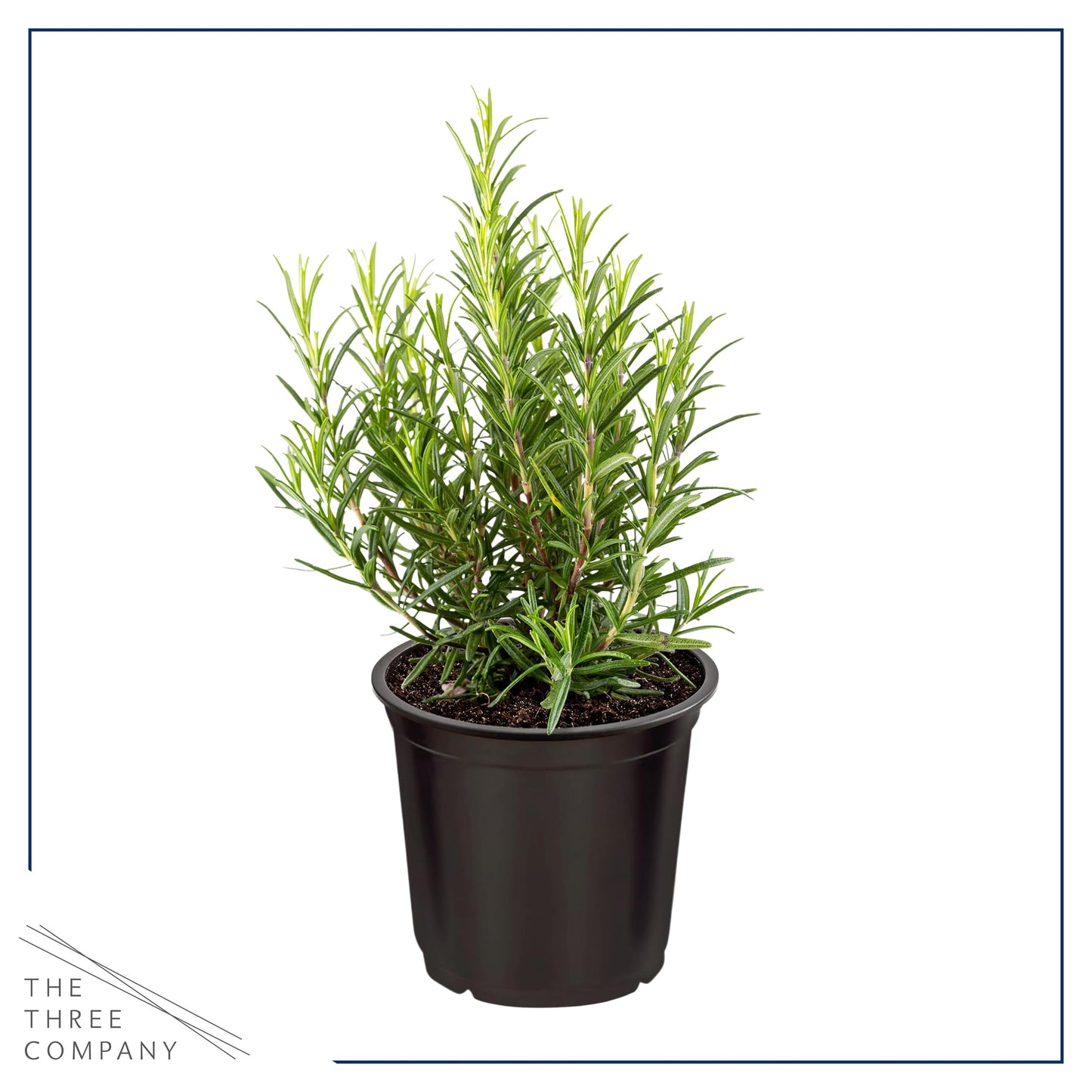 Live Aromatic and Edible Herb - Rosemary (6 Per Pack), Naturally Improves Breathing and Air Quality, 8" Tall by 3" Wide