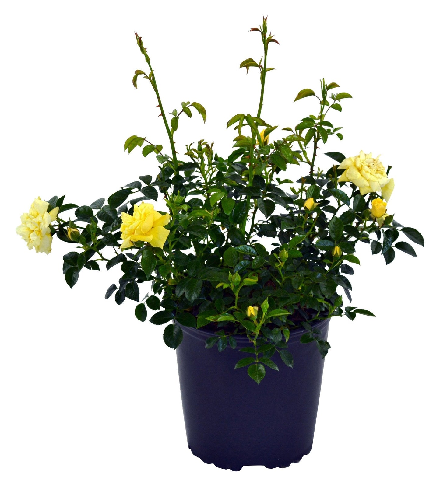 Live Plant from Green Promise Farms Flower Carpet Roses ROSA `FLOWER CARPET YELLOW` Yellow Flower Shrub #2 Size Container Yellow/Cream