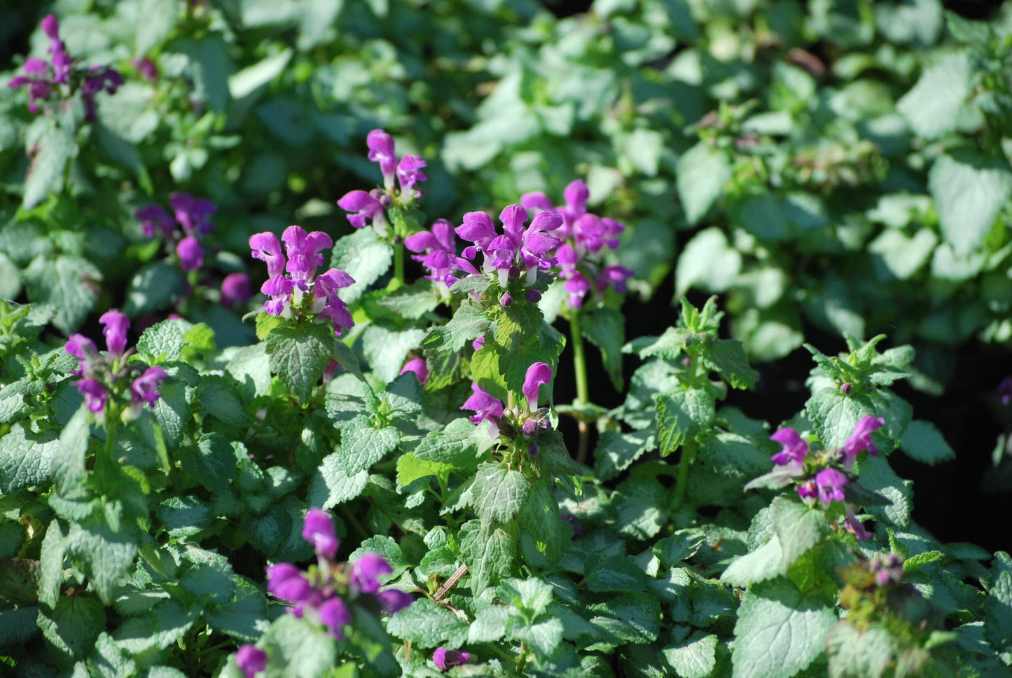 Perennial Farm Marketplace Lamium maculatum ‘Beacon Silver’ (Dead Nettle) Live Perennial, Size-#1 Container, Pink Spring Flowers with Silver Variegated Foliage