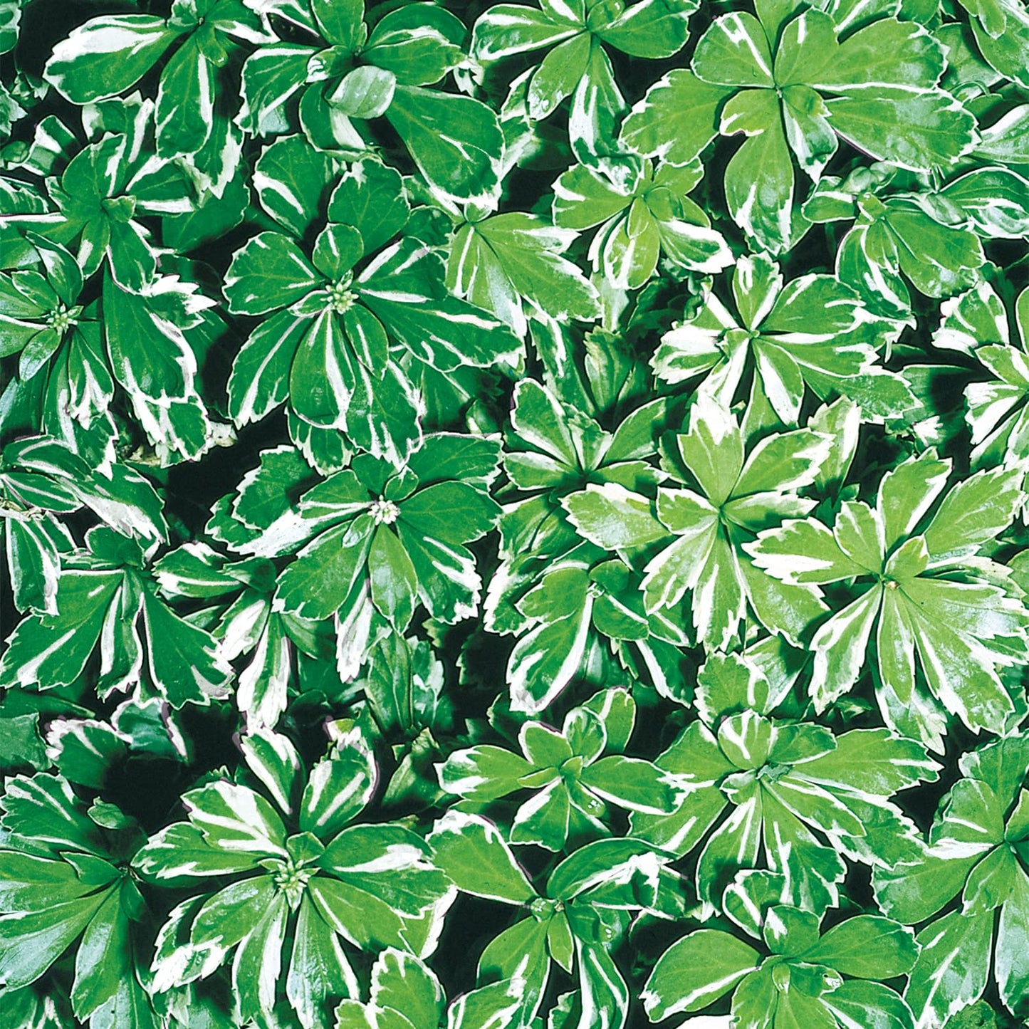 Direct Gardening Pachysandra Dormant Bare Root Shade Perennial Groundcover Starter Plant