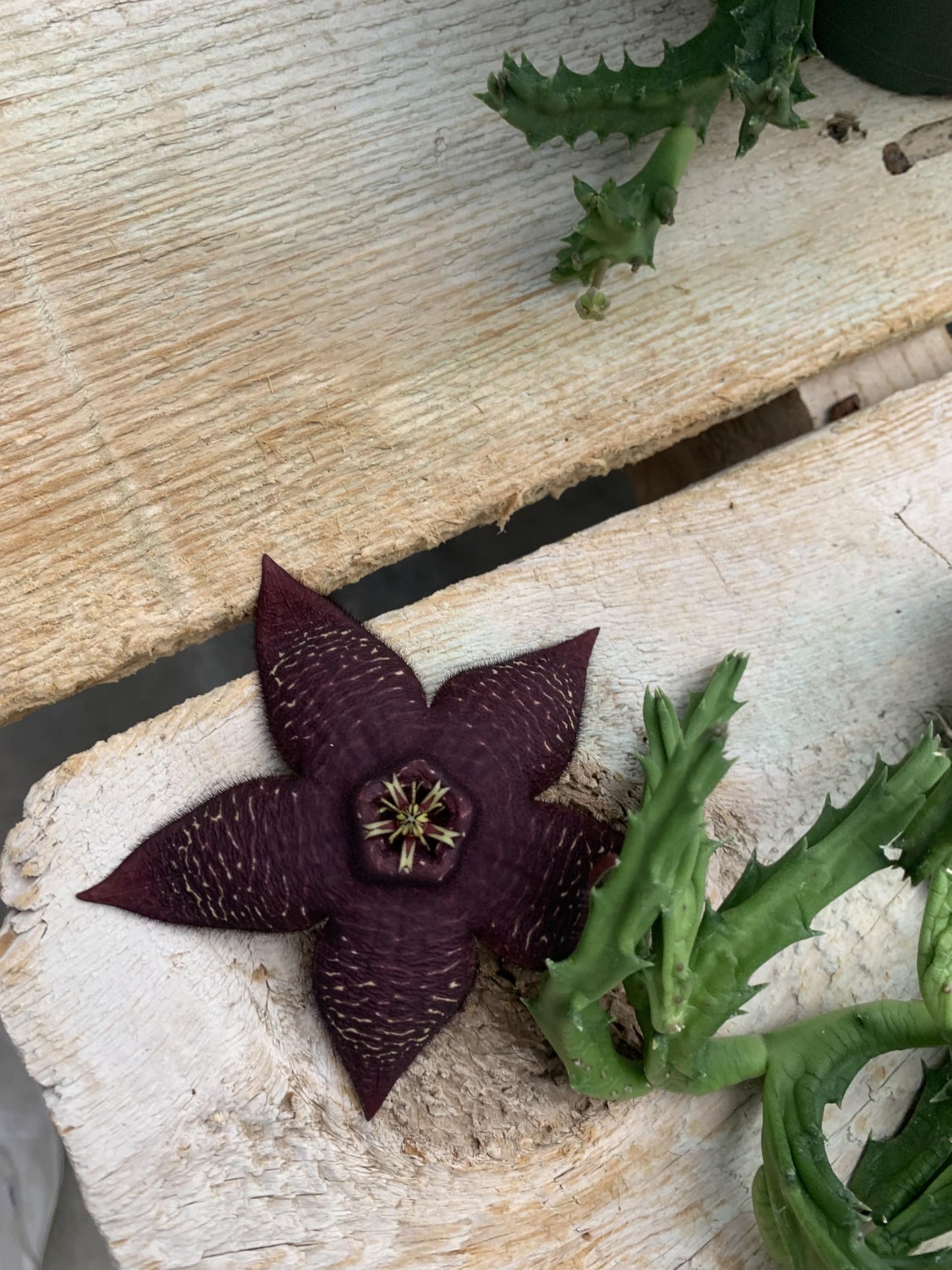 Lifesaver Plant with Purple Flowers - Live Plant in Pot - Stapelia Mutabilis - Beautiful Indoor Outdoor Cacti Succulent Houseplant with Exotic Blooms (1 Plant, in a 3.5" Pot)