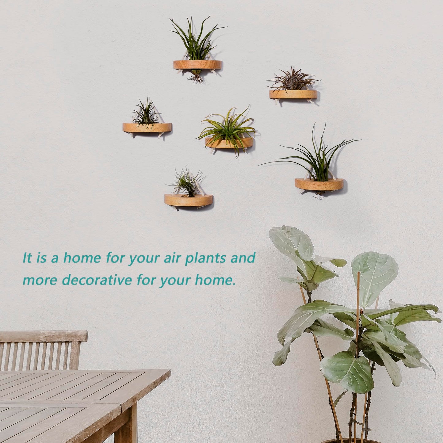 MITIME air plant holder, small air plant display stand. Wall mount to save space, wall decoration. (Plants not included) (Set of 6)