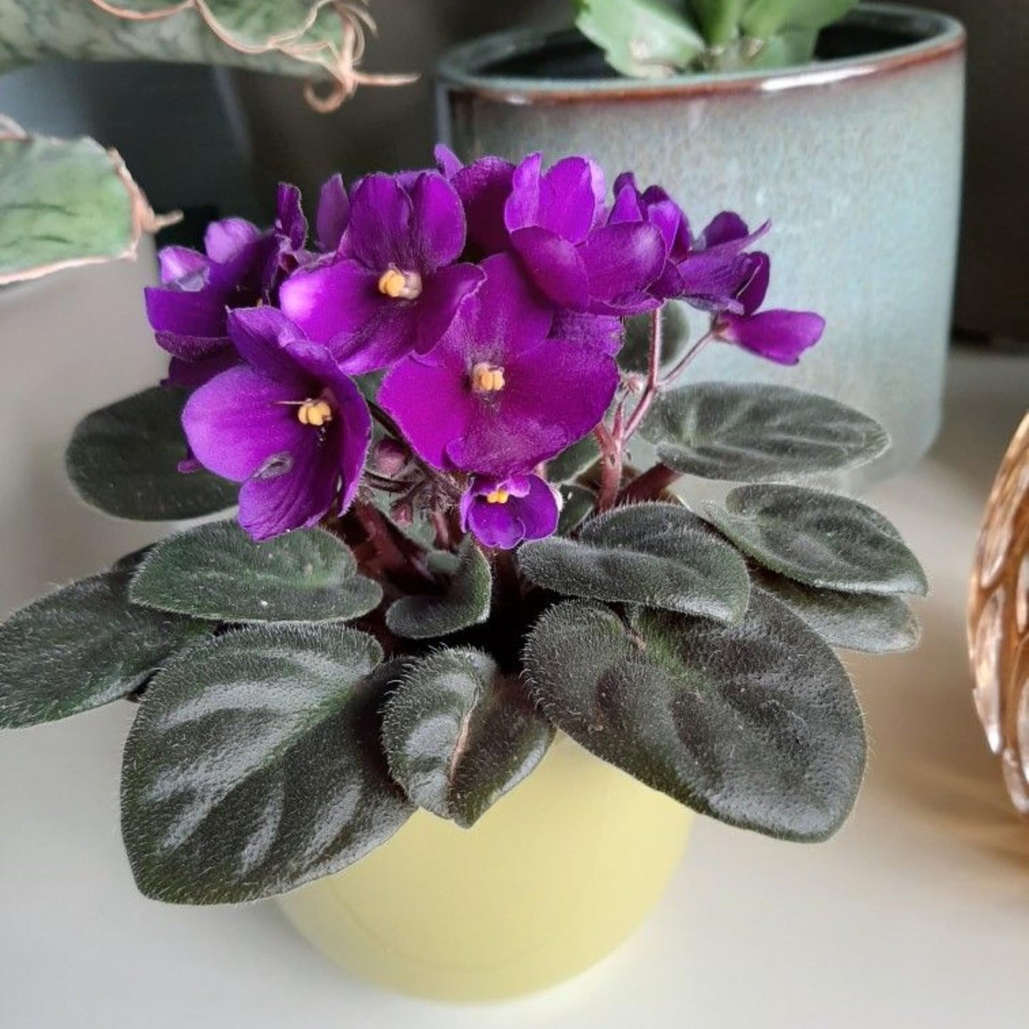 African Violets Live Plant in 4 Inch Pot, Purple Blooms, Perennial Flower Houseplant African Violet Plant for Indoors Outdoor Garden