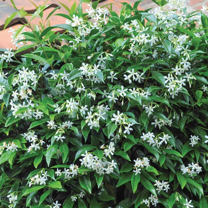Star Jasmine Evergreen Climbing Garden Outdoor Plant for Trellis, Fences & Obelisks Baring Fragrant White Summer Flowers, 1 x Trachelospermum Jasminoides in 9cm Pot by Thompson & Morgan