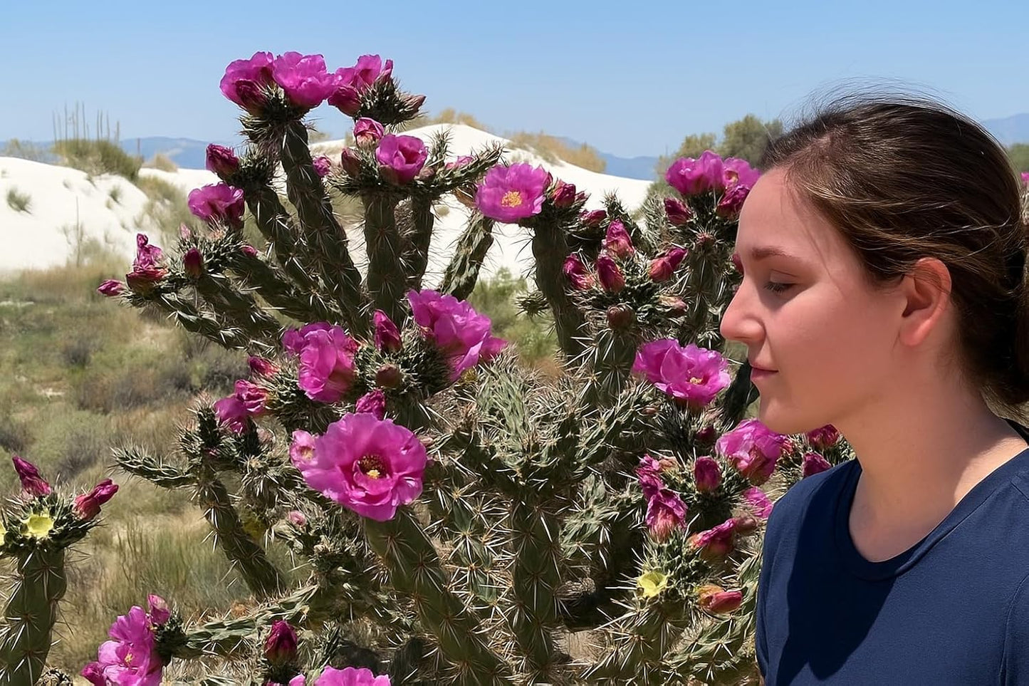 Cane Cholla Cactus (Cylindropuntia spinosior) - Live Plant Cutting - Propagate Ready - Cold Hardy