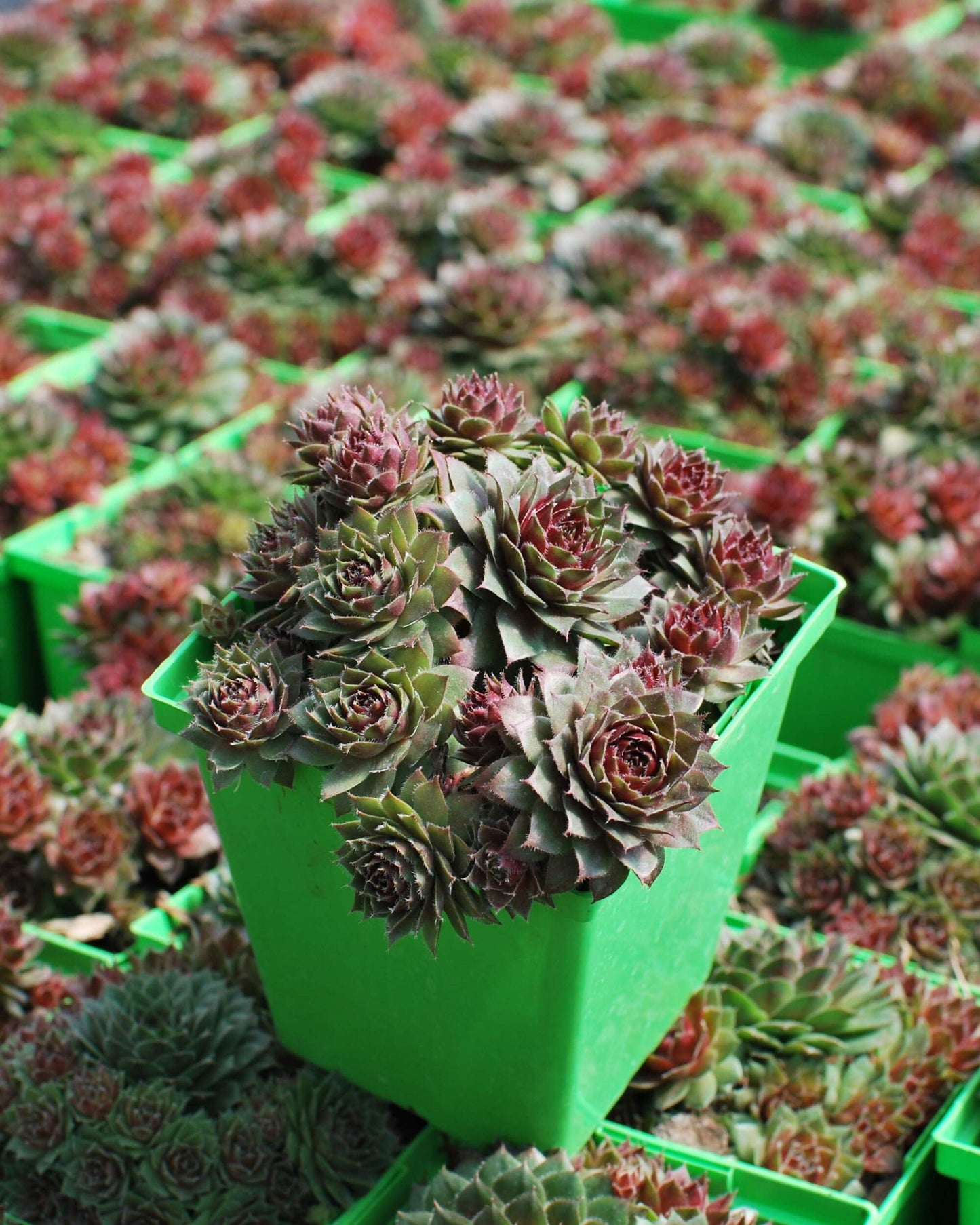 Perennial Farm Marketplace Sempervivum 'Red Rubin' (Hens & Chicks) Perennial, 1 Quart, Emerald Green to Deep Reddish Foliage