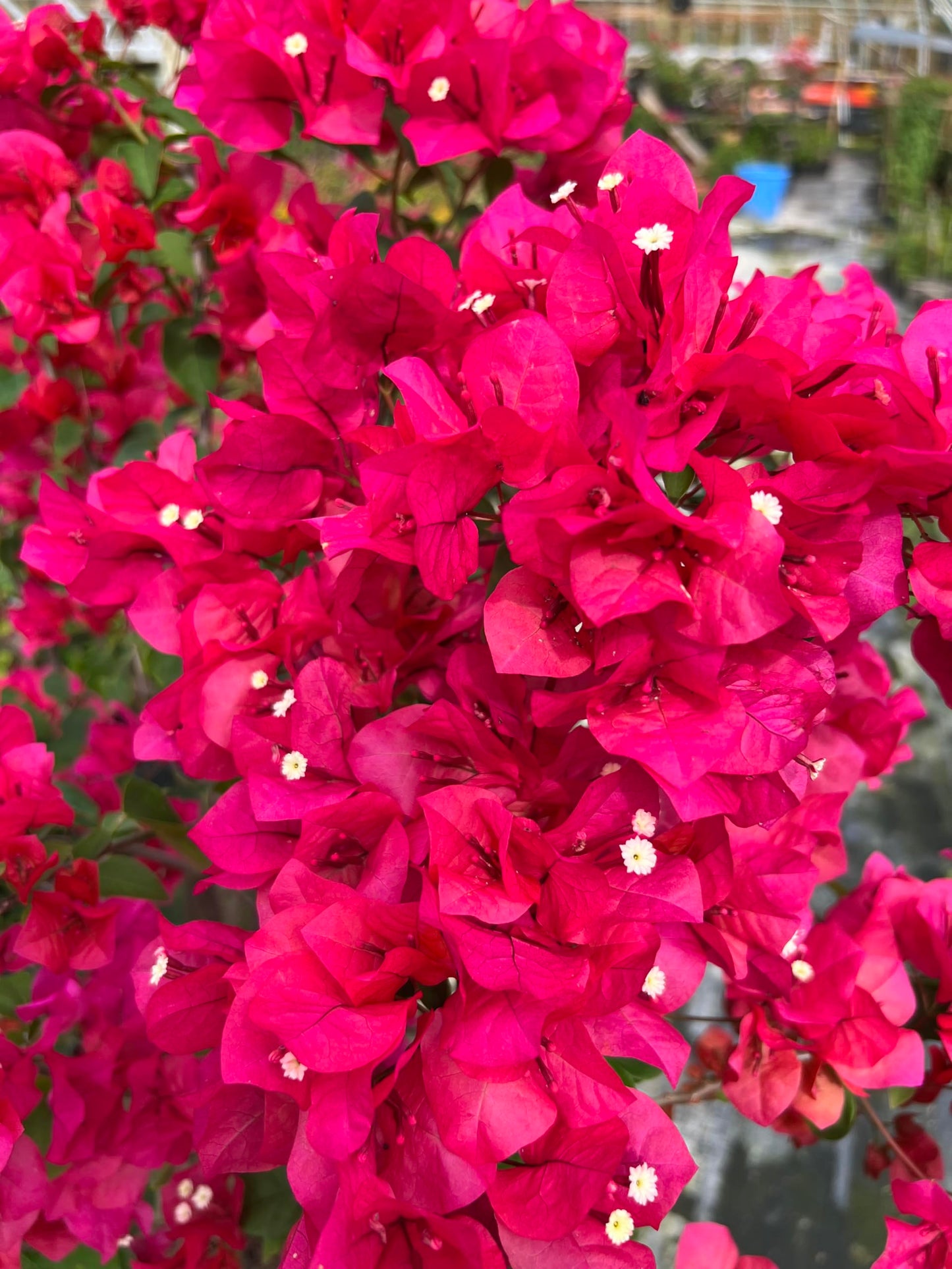 16" Tall Pink Bougainvillea Live Well Established Plant in 6" Pot with Wood Trellis Bright Colors Flowering Vine Indoor/Outdoor Perennial/Annual Tropical