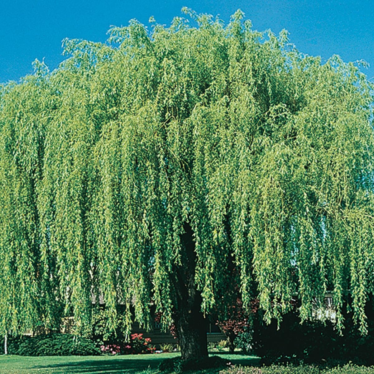SPRING HILL NURSERIES - Weeping Willow Dormant Bare Root Starter Tree, One Tree Per Offer - Due to restrictions Can't Ship to MD, MT, or WI