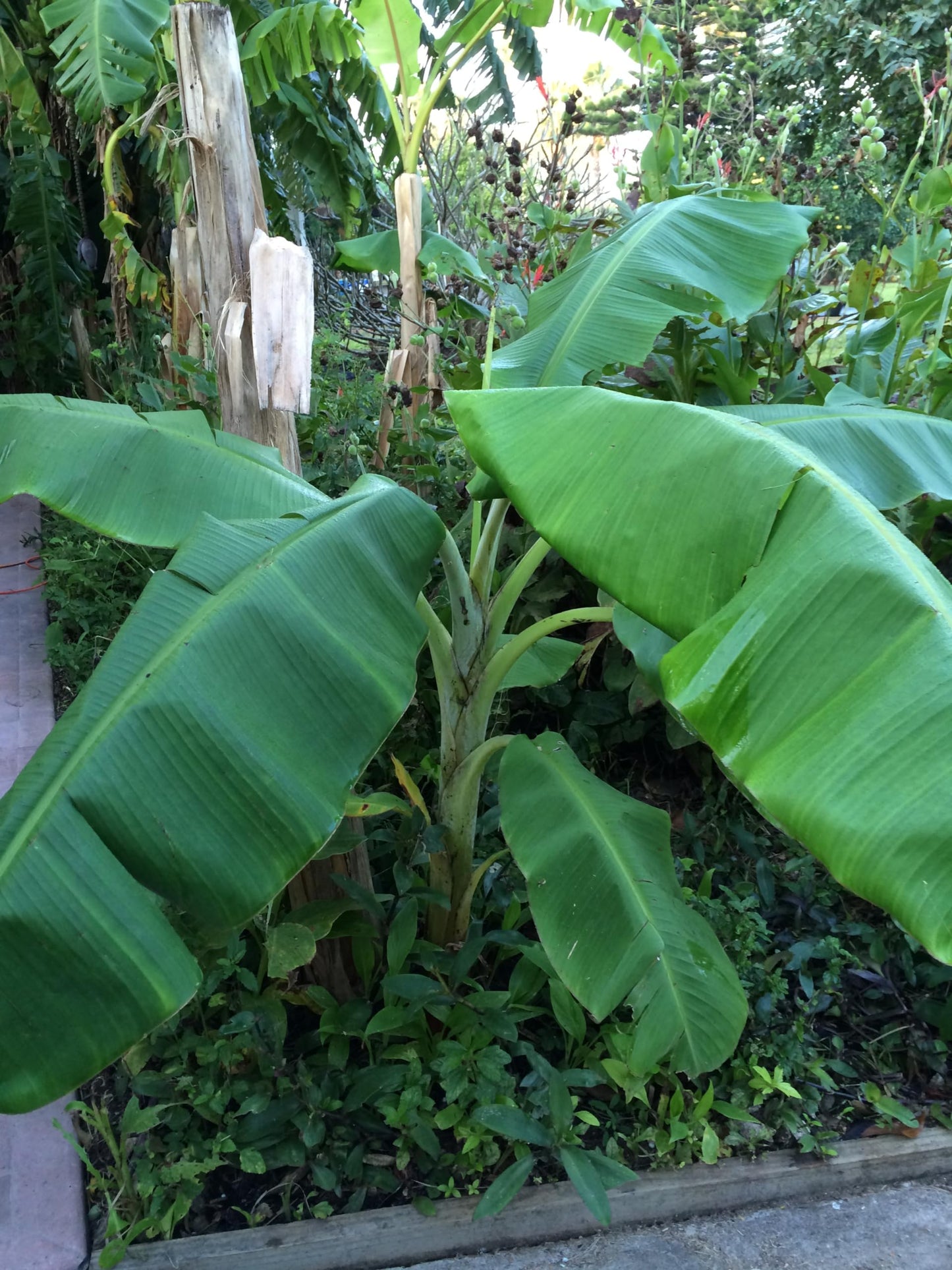 Banana Plant, Orinoco Banana, 'Musa accuminata' (Medium 13" - 24")