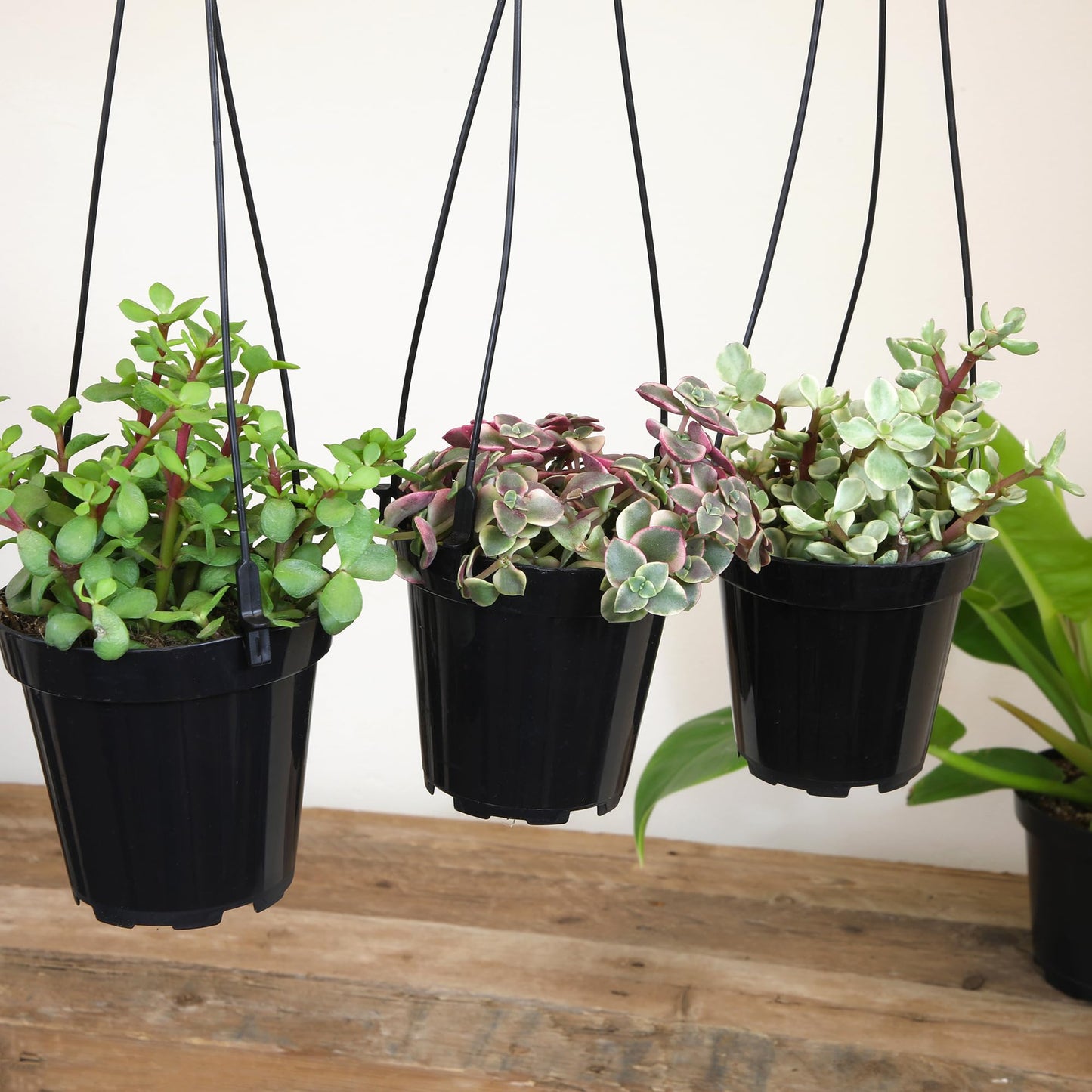Altman Plants Hanging Succulents (3PK) in 3.5" Hanging Baskets for Plants, String of Pearls, Calico Kitten Crassus, Portulacaria Afra, Trailing Live Succulents Plants & House Plants in Succulent Soil