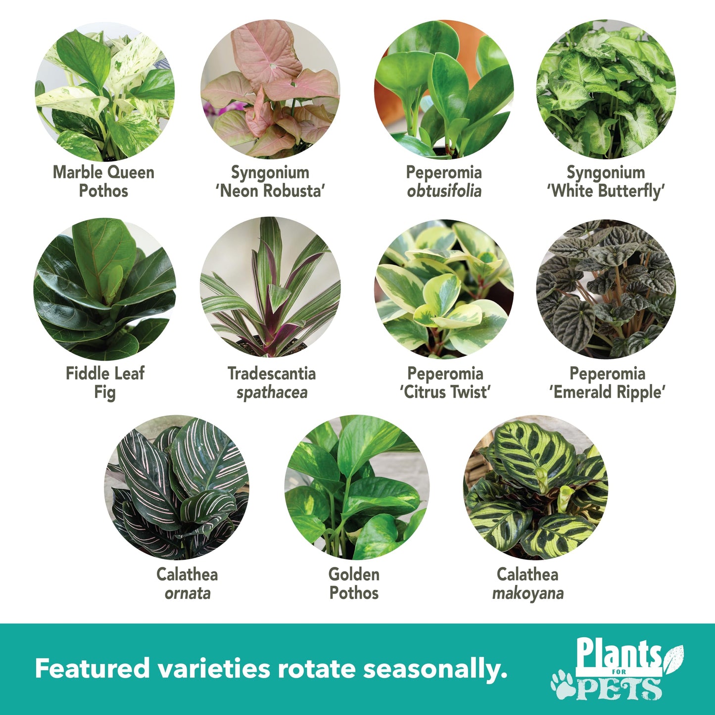 Essential Houseplant Collection (4PK) Live Plants Indoor Plants Live Houseplants in Plant Pots, Easy House Plants Indoors Live, Snake Plant, Pothos in Potting Soil, Clean Air Plants by Plants for Pets