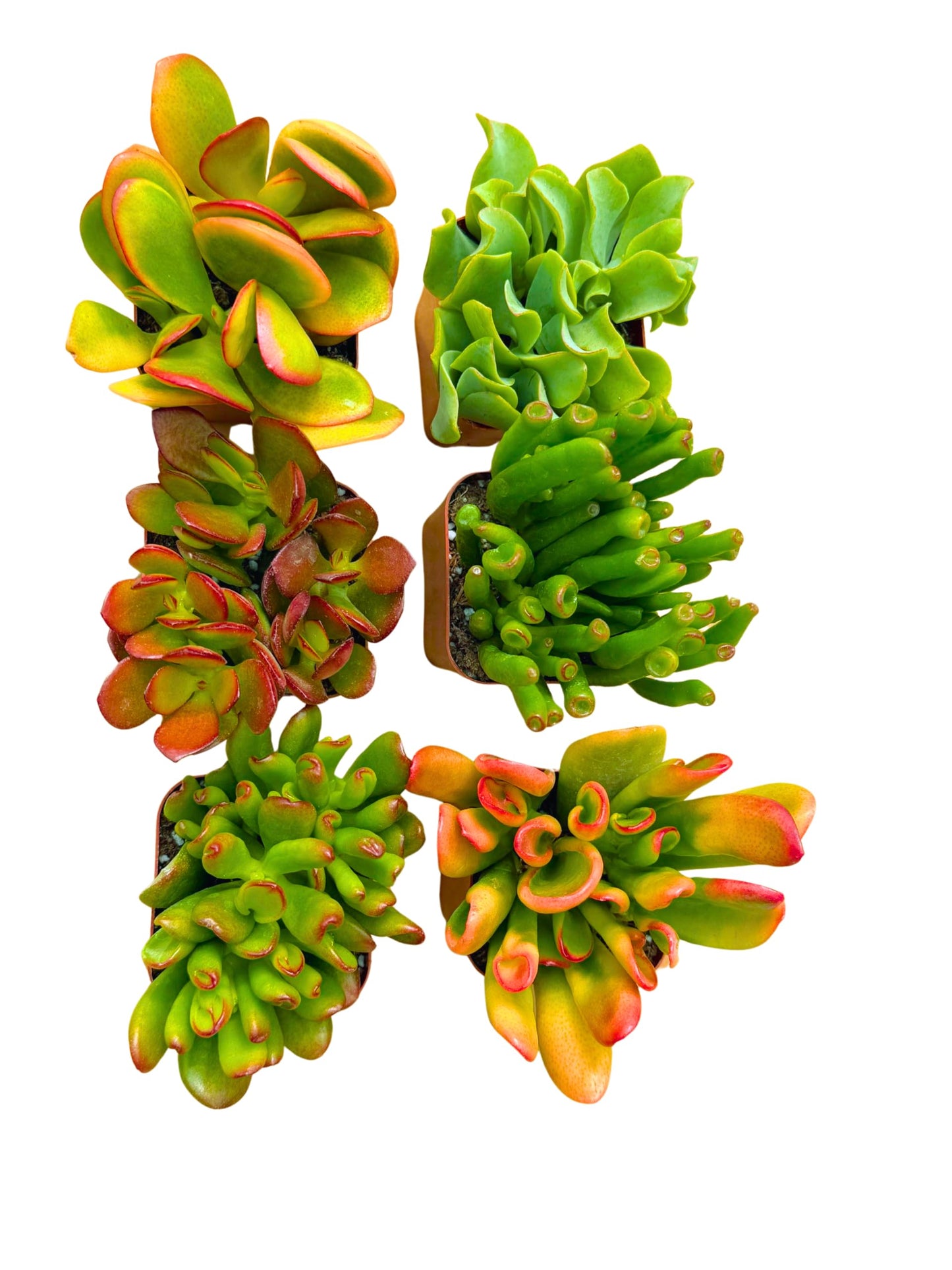Succulents Plants Live Jade Plant 2" 3-Pack Mystery Collection, Live Jade Plant Starter Collection, Live Succulent Plants in Grower Pots with Succulent Soil Mix by The Succulent Cult