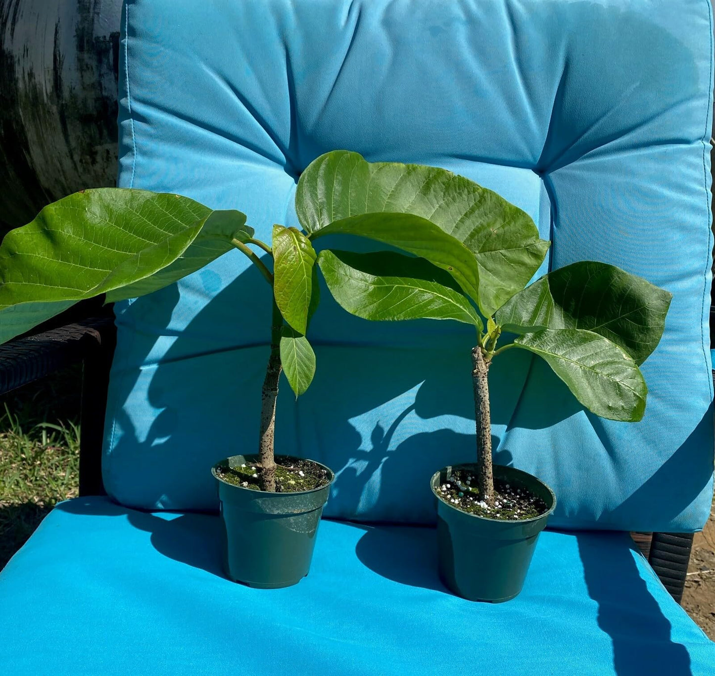 Live Plant - Climbing Frangipani Tropical Plumeria Fragrant Flowering Vine Plant