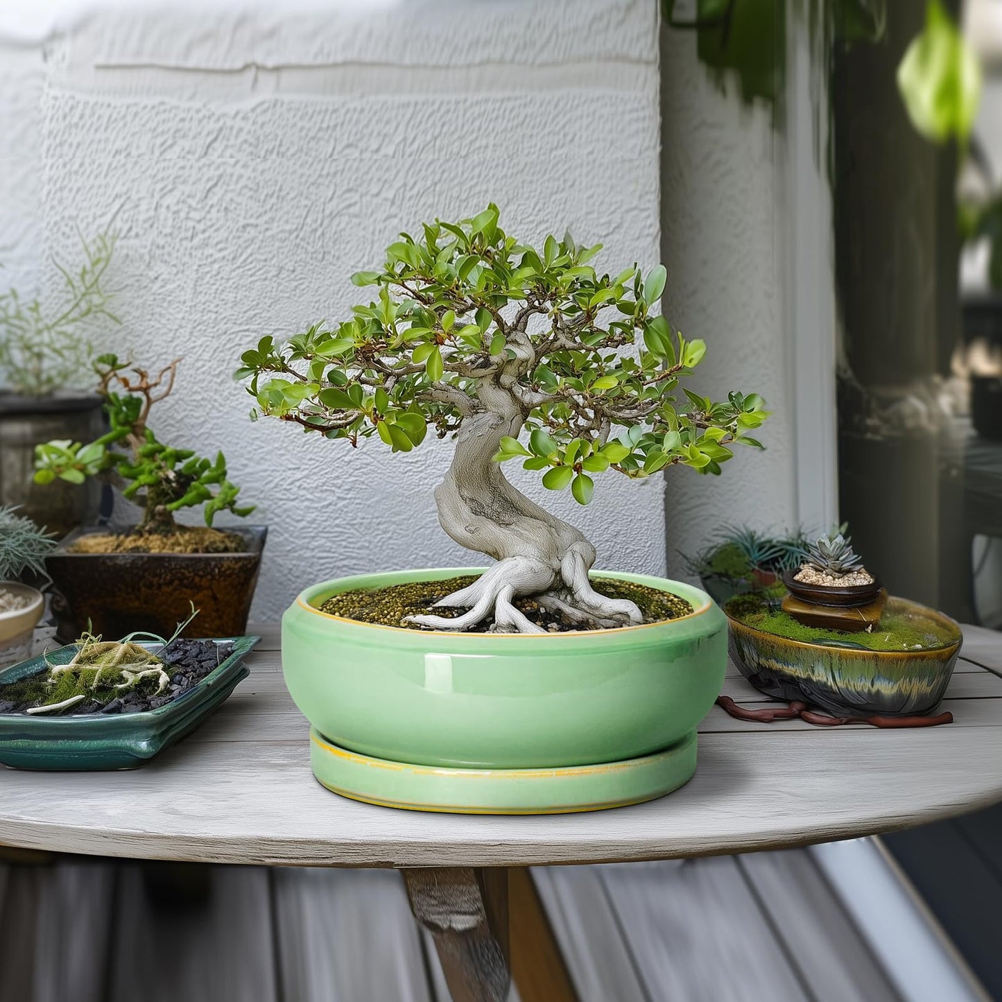 EPFamily 10 Inch Bonsai Tree Pots - Ceramic Succulent Pots with Drainage Hole and Tray, Shallow Planter for Indoor Outdoor Plants, Round Planters, House Decor, Gifts for Plant Lovers, Light Green