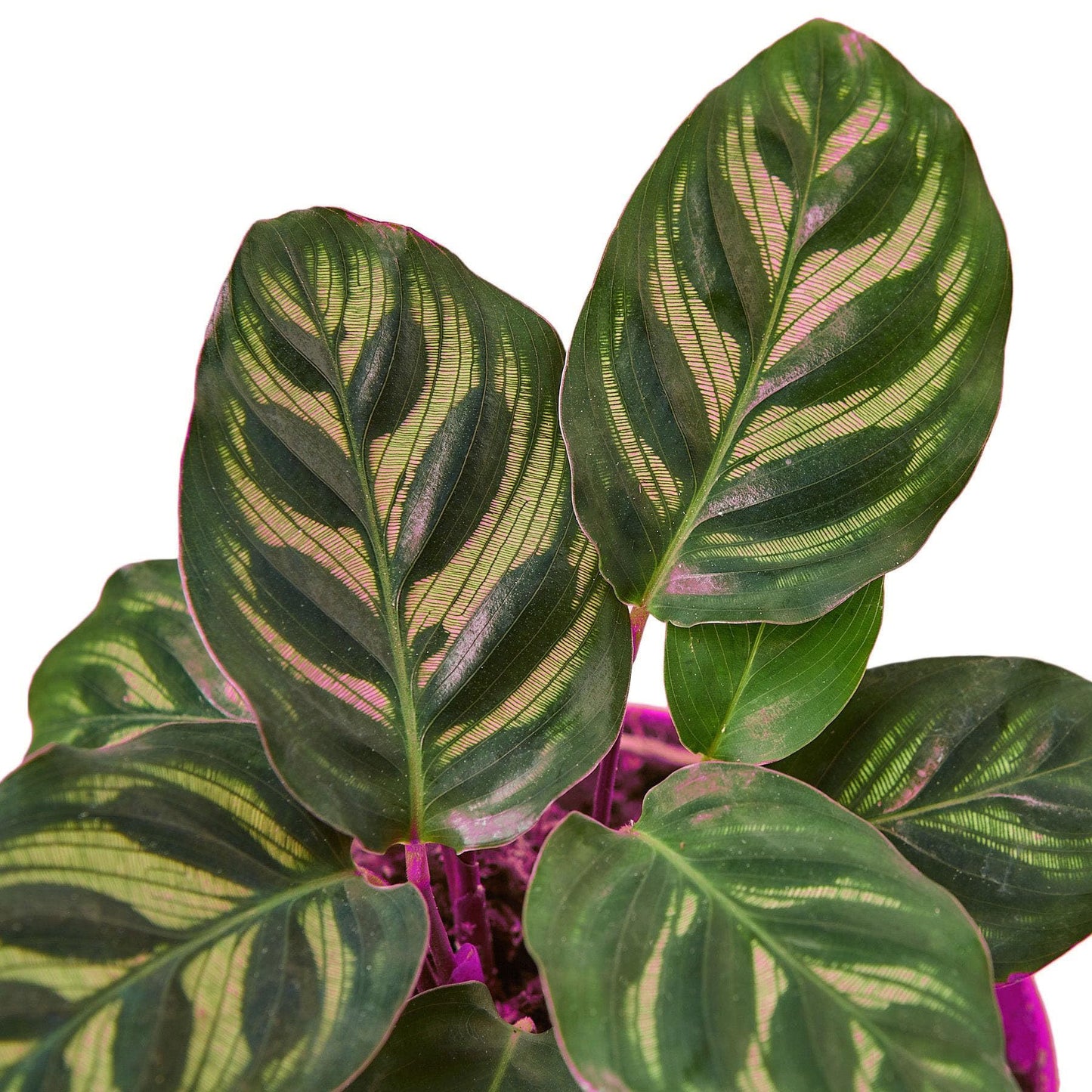 10 Pack Calathea 'Makoyana' in 4in Pot - Live Tropical Houseplant - Easy to Grow | Air Purifying | Pet Friendly | Variegated | USA Growers | The Snobby Leaf