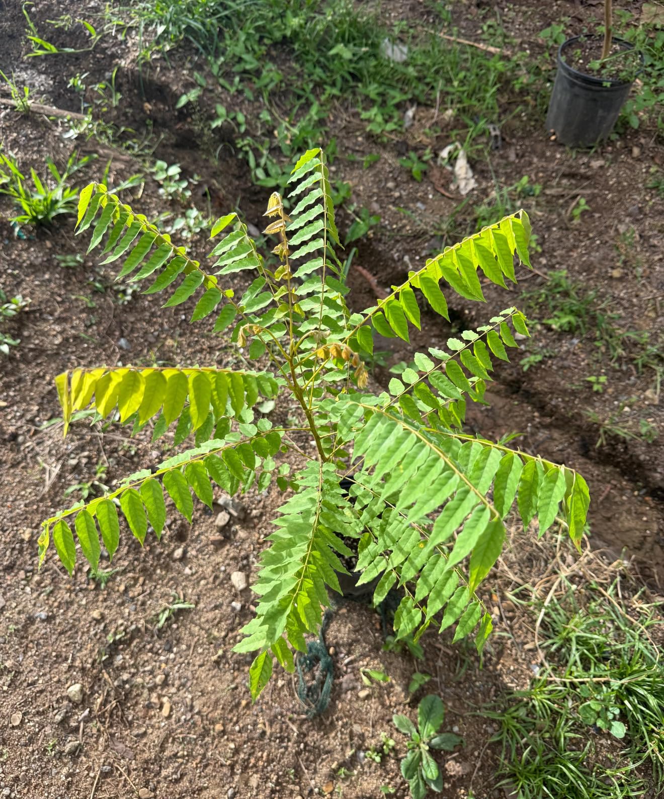 Averrhoa Bilimbi (Cucumber Tree) Bilimbi Tropical Live Fruit Tree(10in to 24inch