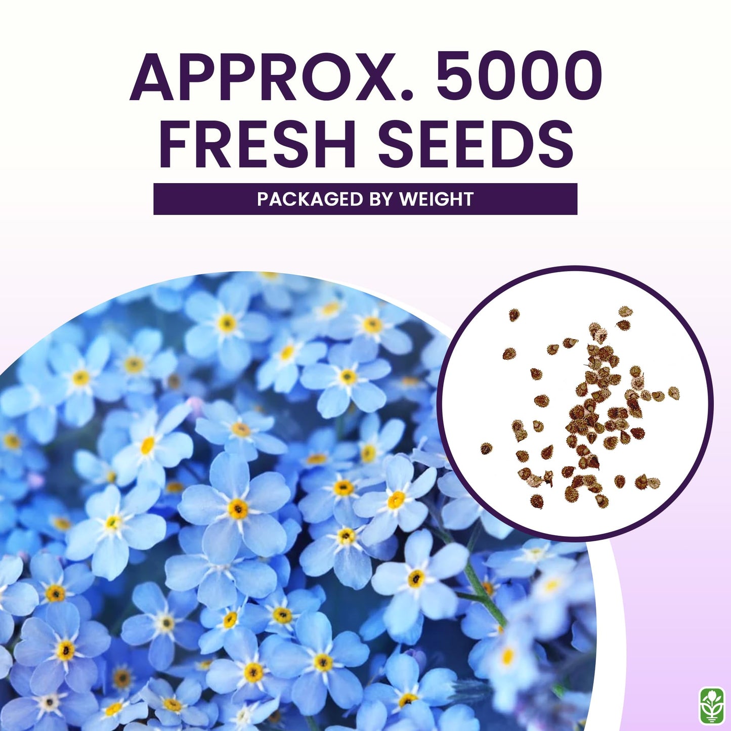 Forget Me Not Seeds - 5000 Flower Seeds - Perennial Ground Cover Seed for Tulips and Other Bulbs - Bulk Flowering Ground Cover - Grown in the USA
