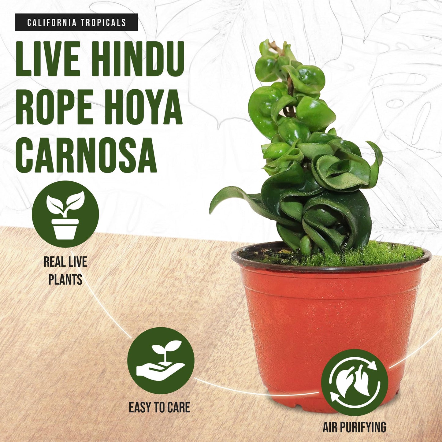 California Tropicals Live Hindu Rope Hoya Carnosa - Unique Indoor House Plant Gift Idea for Home Decor, Potted in a 4" Inch Pot Perfect for Beginners, Patio, Living Room, Office & Outdoor Gardening