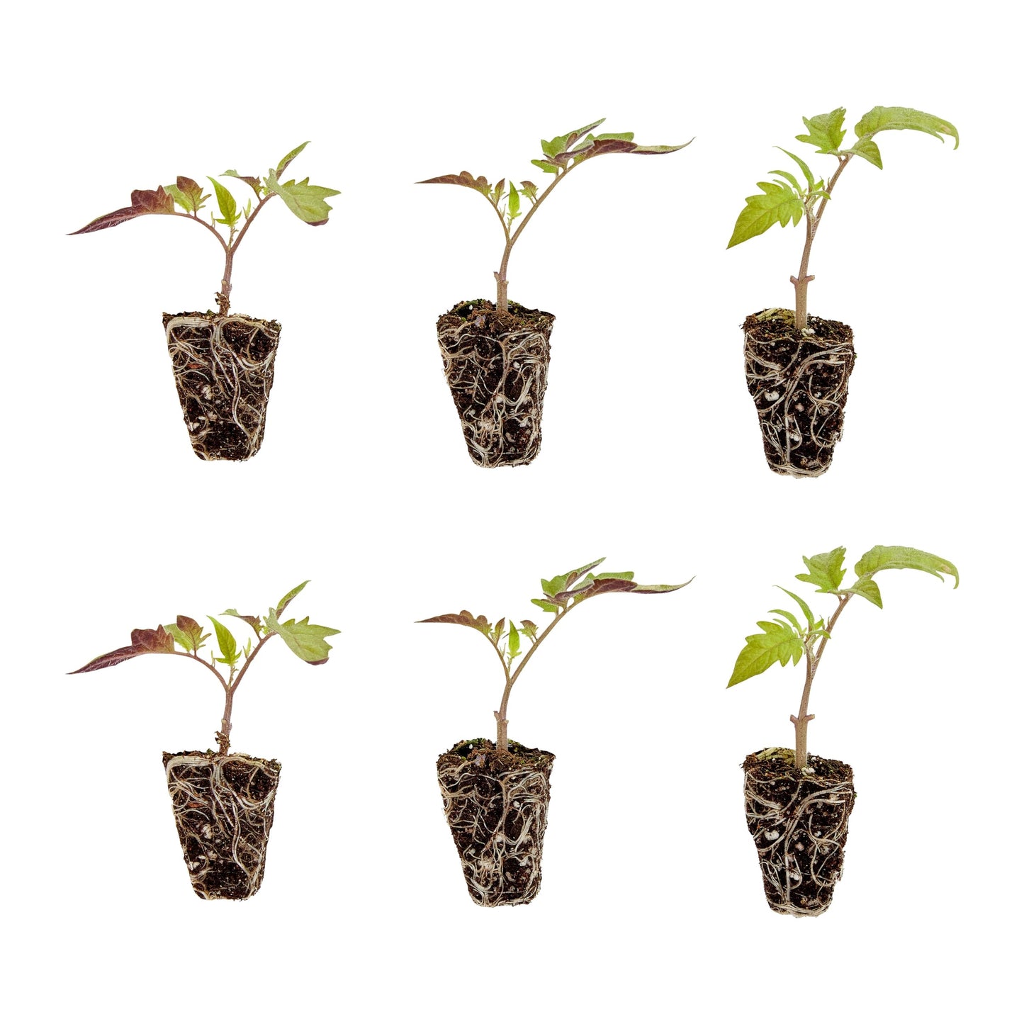 Bonnie Plants Husky Red Cherry Tomato Plugs, Live Plants, Ideal for Containers, Raised Beds, and In-Ground Gardens, Sweet Cherry Tomato Good for Fresh Eating and Cooking, 3 Cubic in., 6-Pack