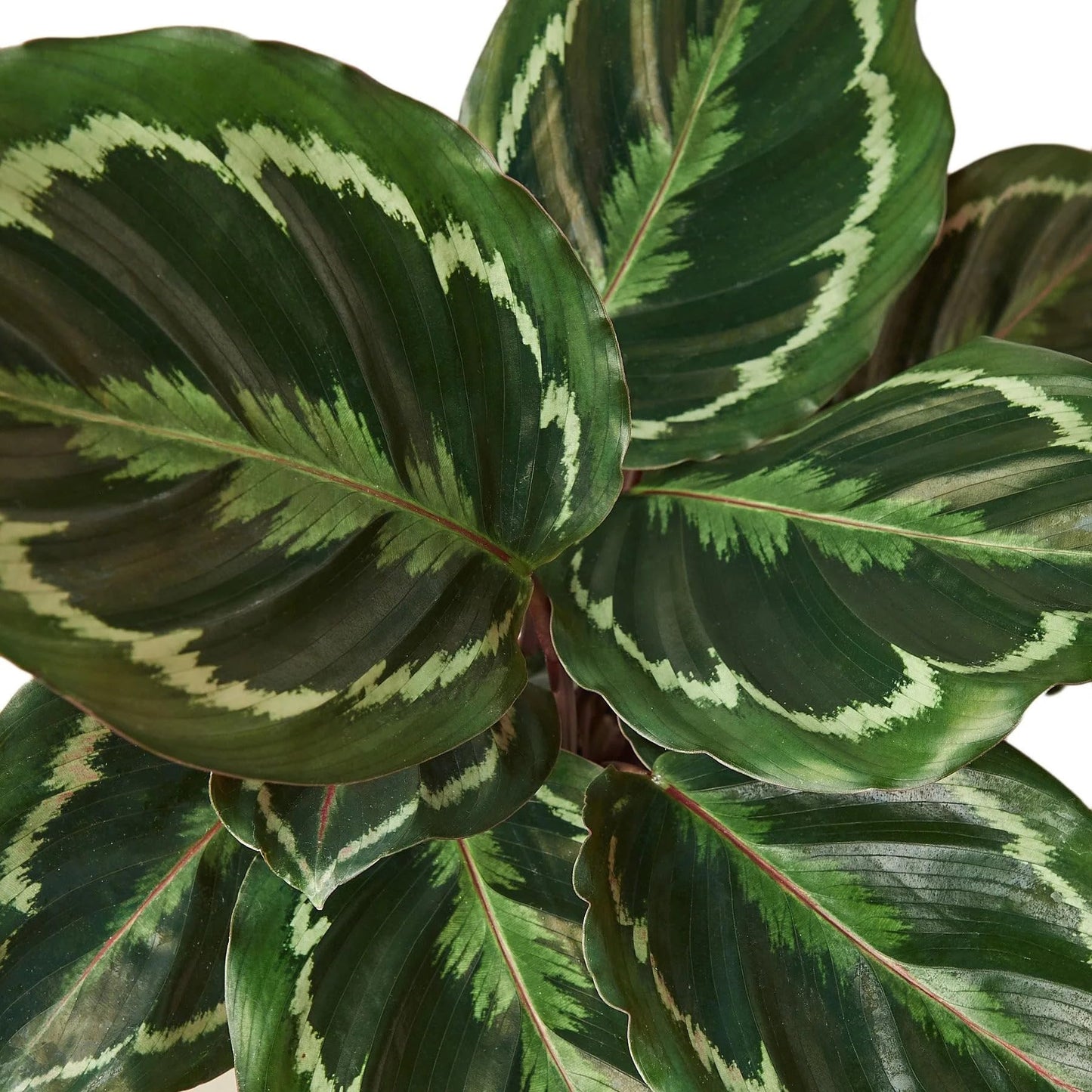 Calathea Roseopicta 'Medallion' | Live Plant for Indoor & Outdoor | for Living Room, Office, Bathroom | (6" Pot)