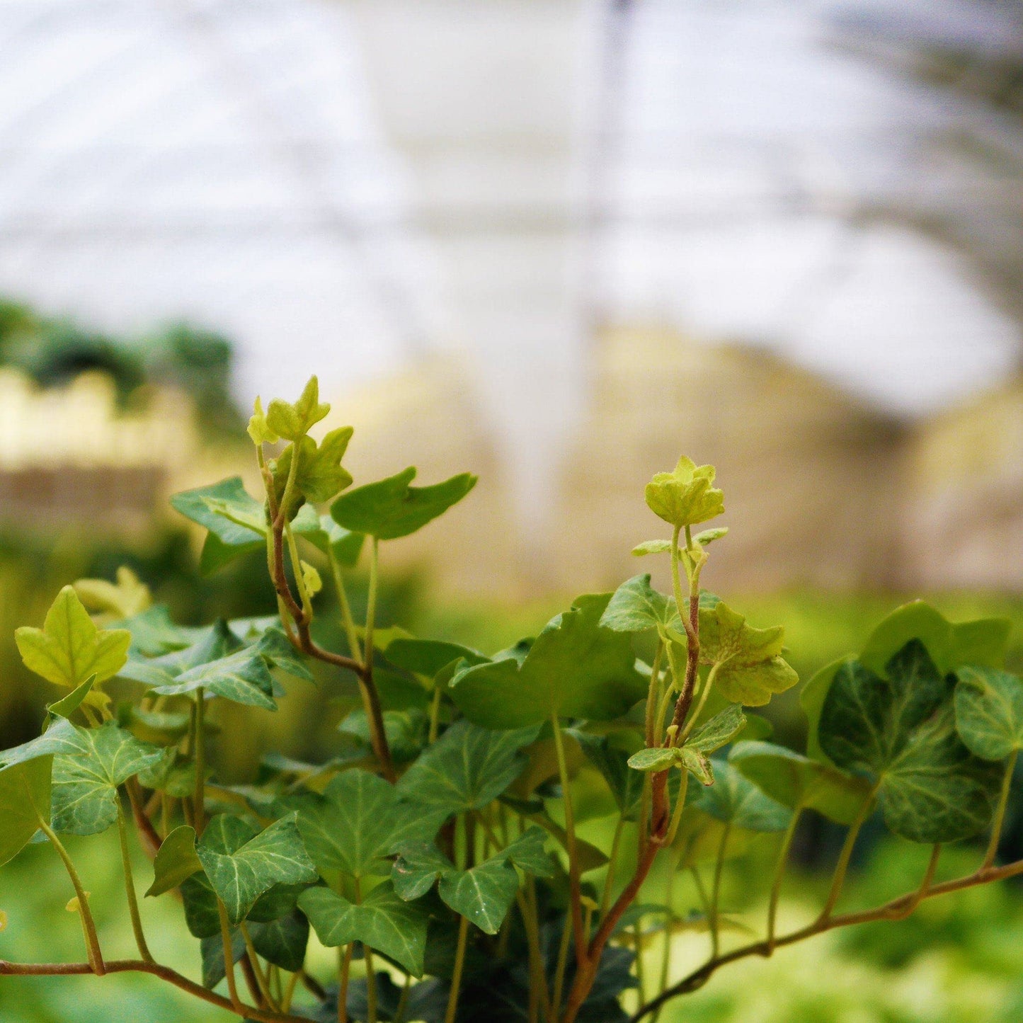 Green English Ivy - 5 Live Plants in 6 Inch Pots - Hedera Helix - Beautiful Easy Care Indoor Air Purifying Houseplant Vine