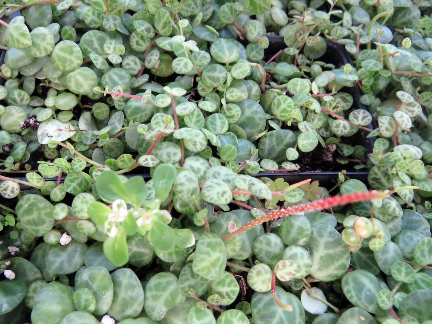String of Hearts/Turtles/Peace Sign/Cross - Peperomia prostrata- 2.5" Pot